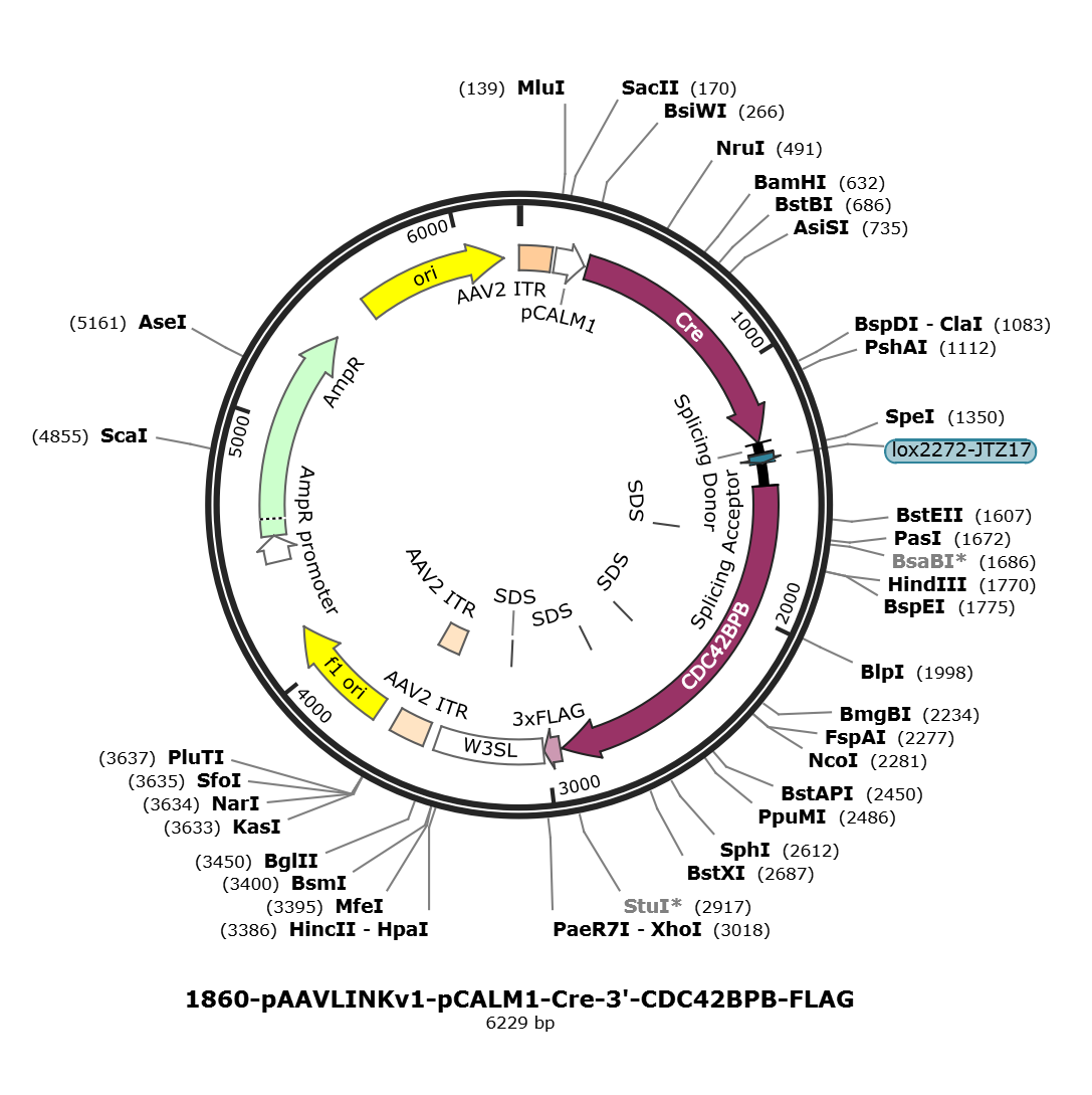 pAAVLINKv1-pCALM1-Cre-3-CDC42BPB-FLAG载体图谱