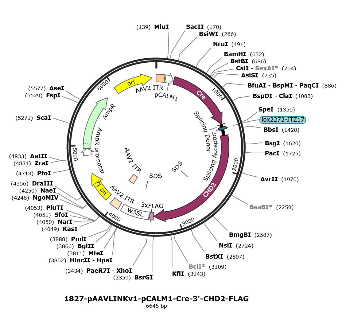pAAVLINKv1-pCALM1-Cre-3-CHD2-FLAG载体图谱