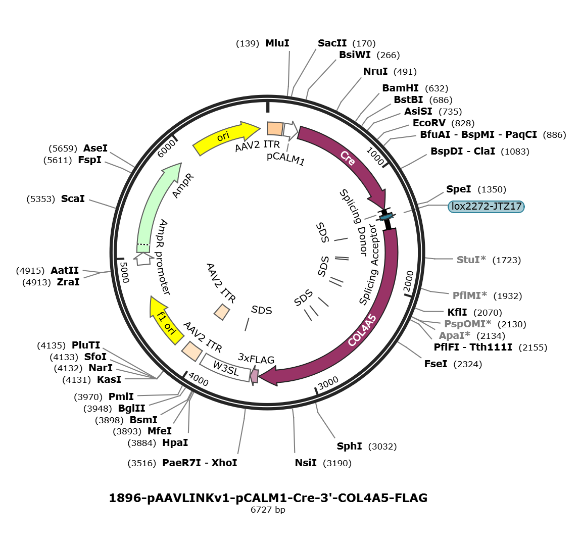pAAVLINKv1-pCALM1-Cre-3-COL4A5-FLAG载体图谱