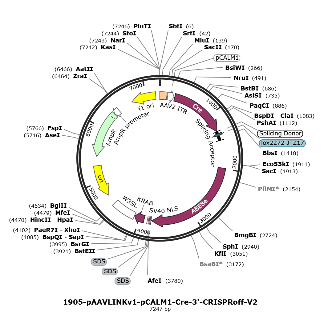 pAAVLINKv1-pCALM1-Cre-3-CRISPRoff-V2载体图谱