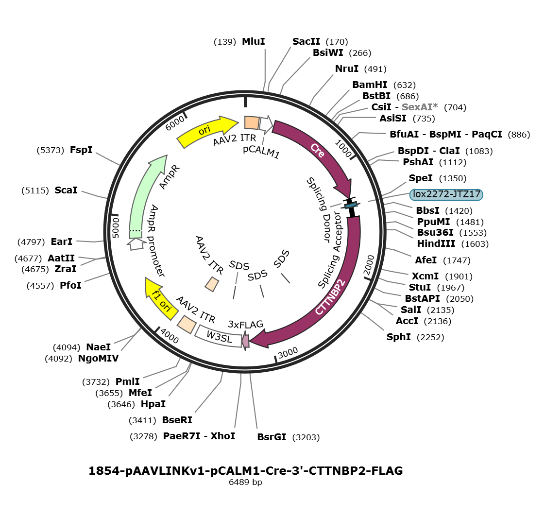 pAAVLINKv1-pCALM1-Cre-3-CTTNBP2-FLAG载体图谱