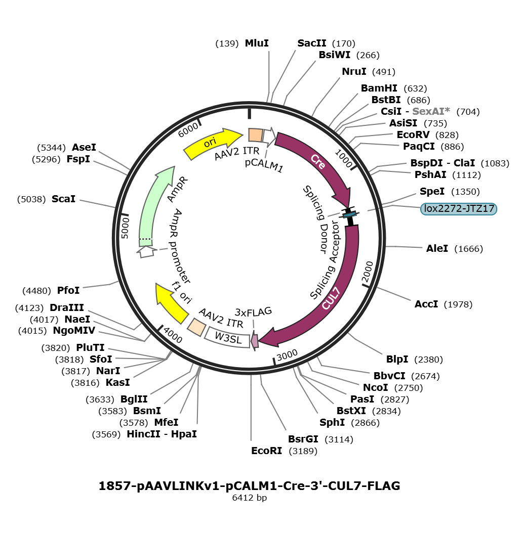 pAAVLINKv1-pCALM1-Cre-3-CUL7-FLAG载体图谱