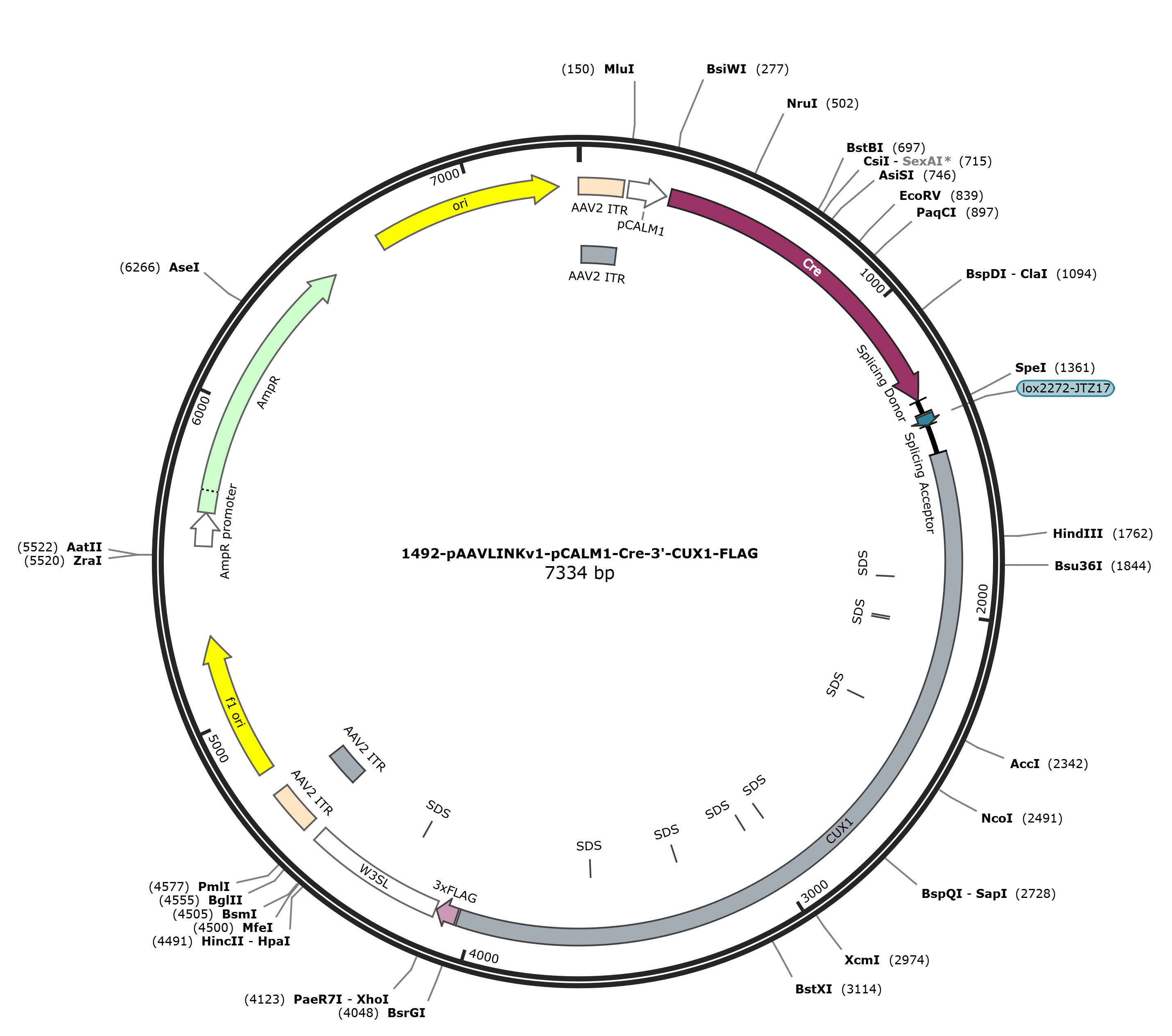 pAAVLINKv1-pCALM1-Cre-3-CUX1-FLAG载体图谱