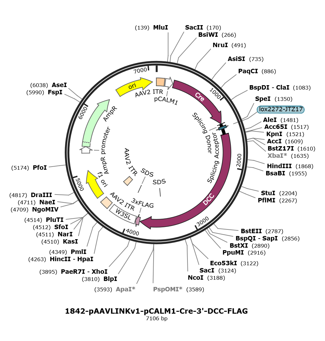 pAAVLINKv1-pCALM1-Cre-3-DCC-FLAG载体图谱