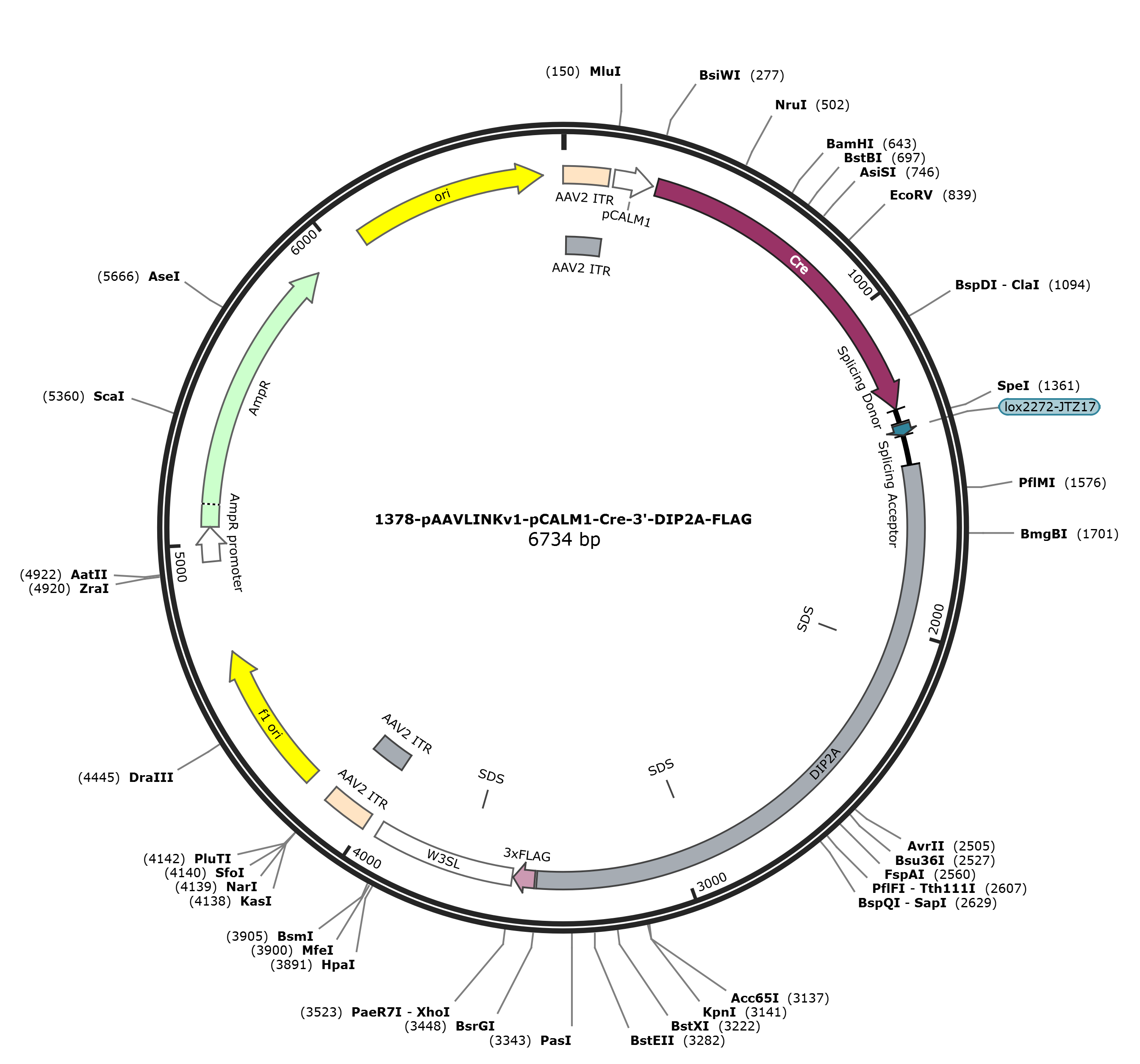 pAAVLINKv1-pCALM1-Cre-3-DIP2A-FLAG载体图谱