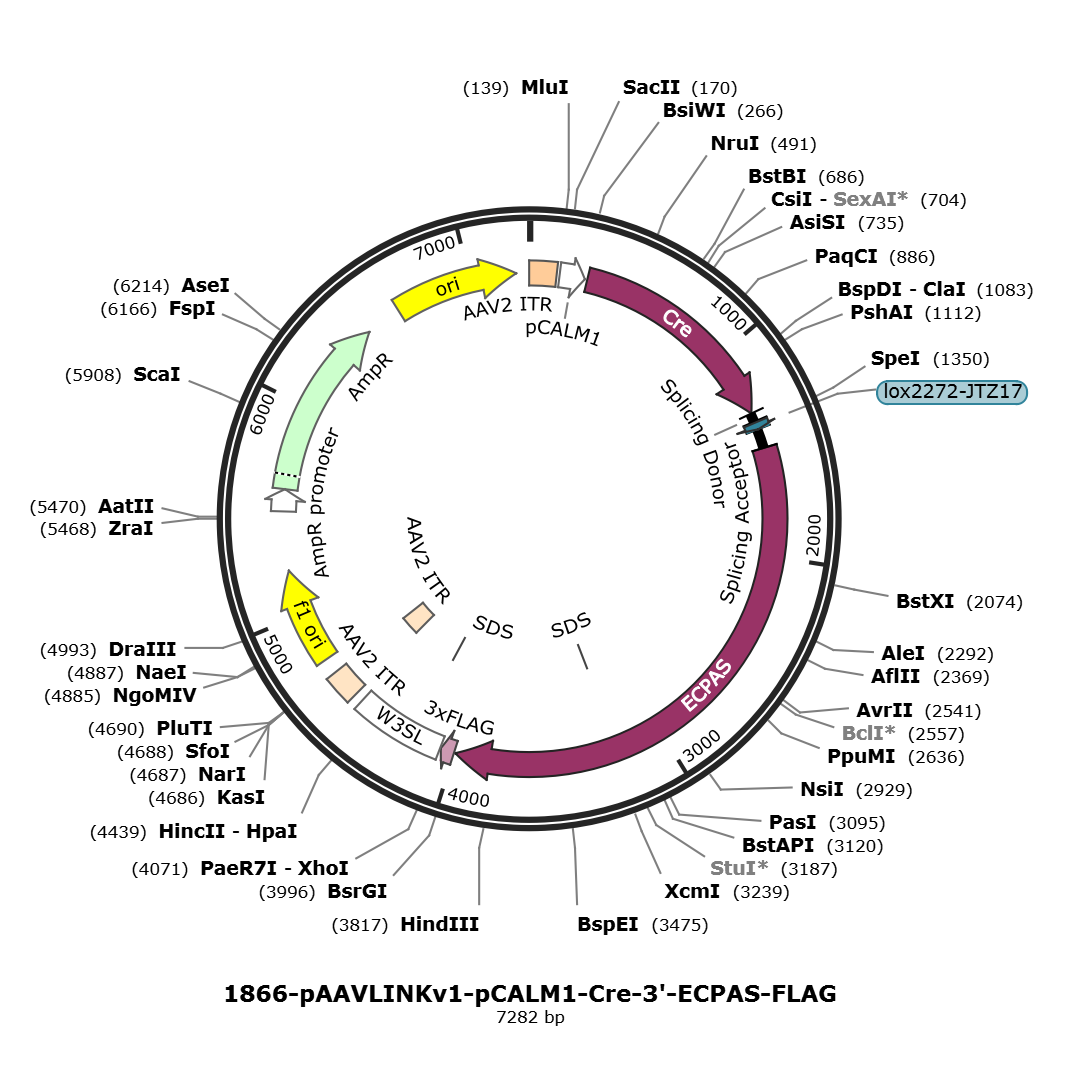 pAAVLINKv1-pCALM1-Cre-3-ECPAS-FLAG载体图谱