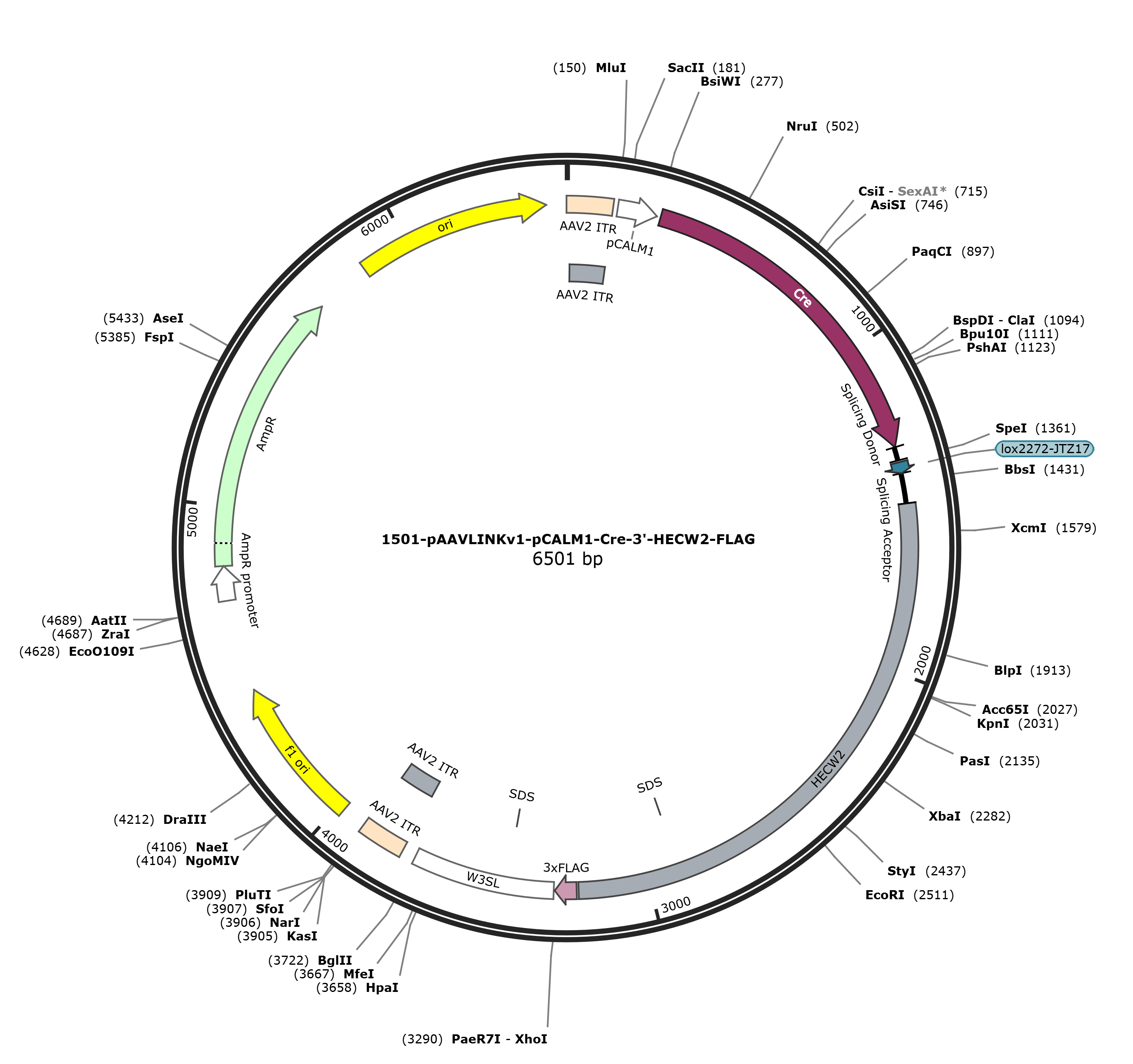 pAAVLINKv1-pCALM1-Cre-3-HECW2-FLAG载体图谱