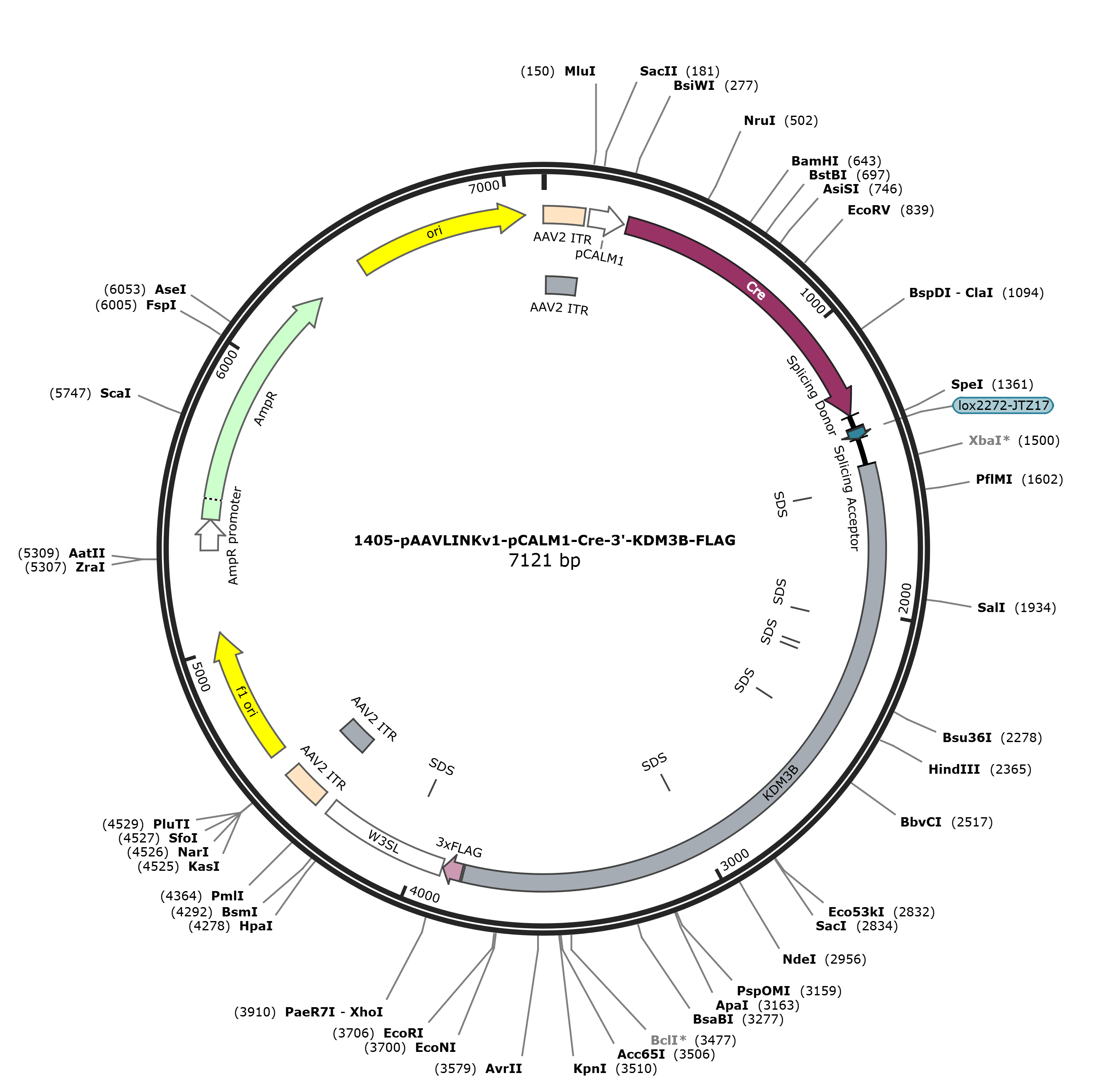 pAAVLINKv1-pCALM1-Cre-3-KDM3B-FLAG载体图谱