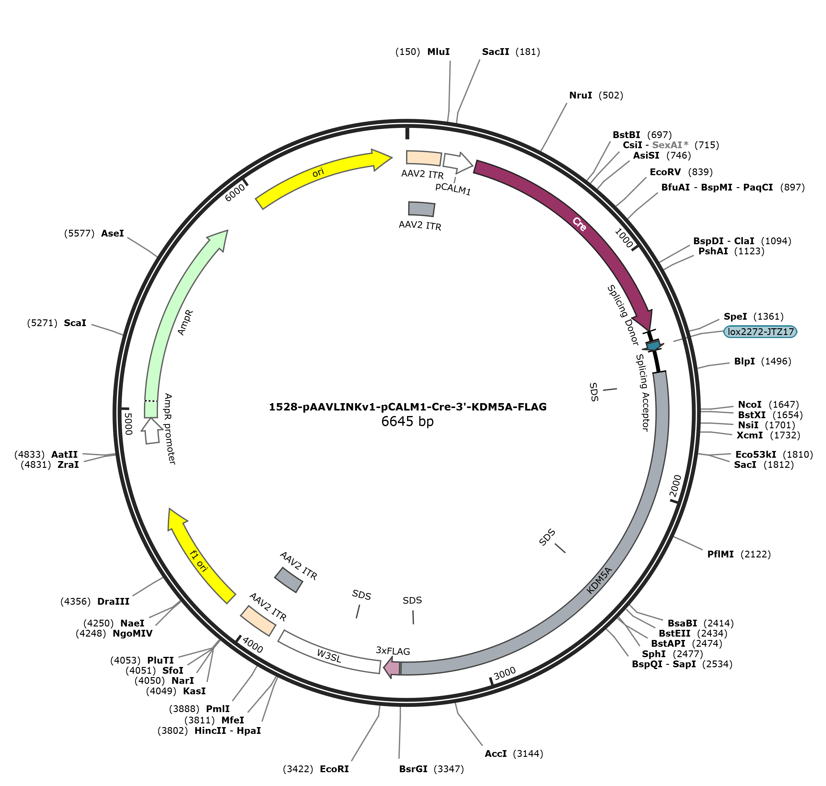 pAAVLINKv1-pCALM1-Cre-3-KDM5A-FLAG载体图谱
