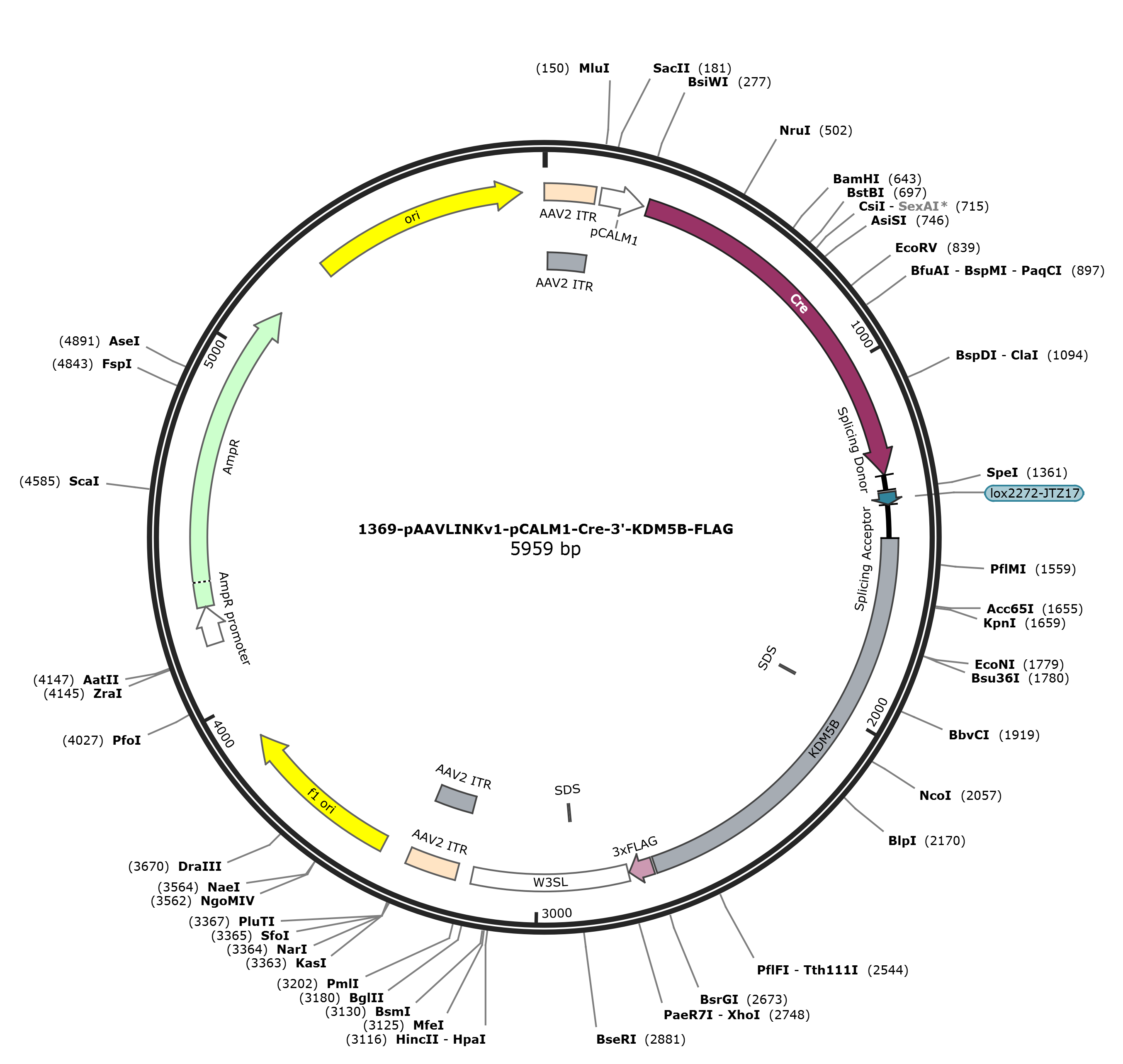 pAAVLINKv1-pCALM1-Cre-3-KDM5B-FLAG载体图谱