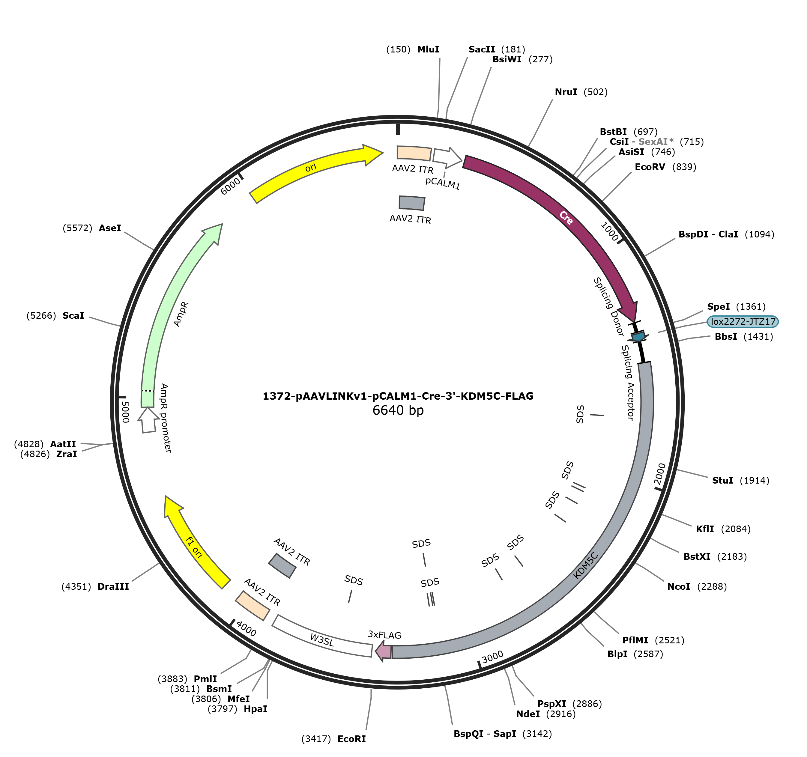 pAAVLINKv1-pCALM1-Cre-3-KDM5C-FLAG载体图谱