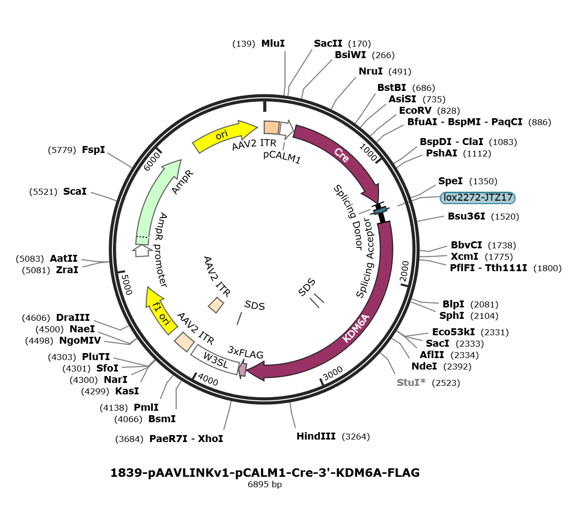pAAVLINKv1-pCALM1-Cre-3-KDM6A-FLAG载体图谱