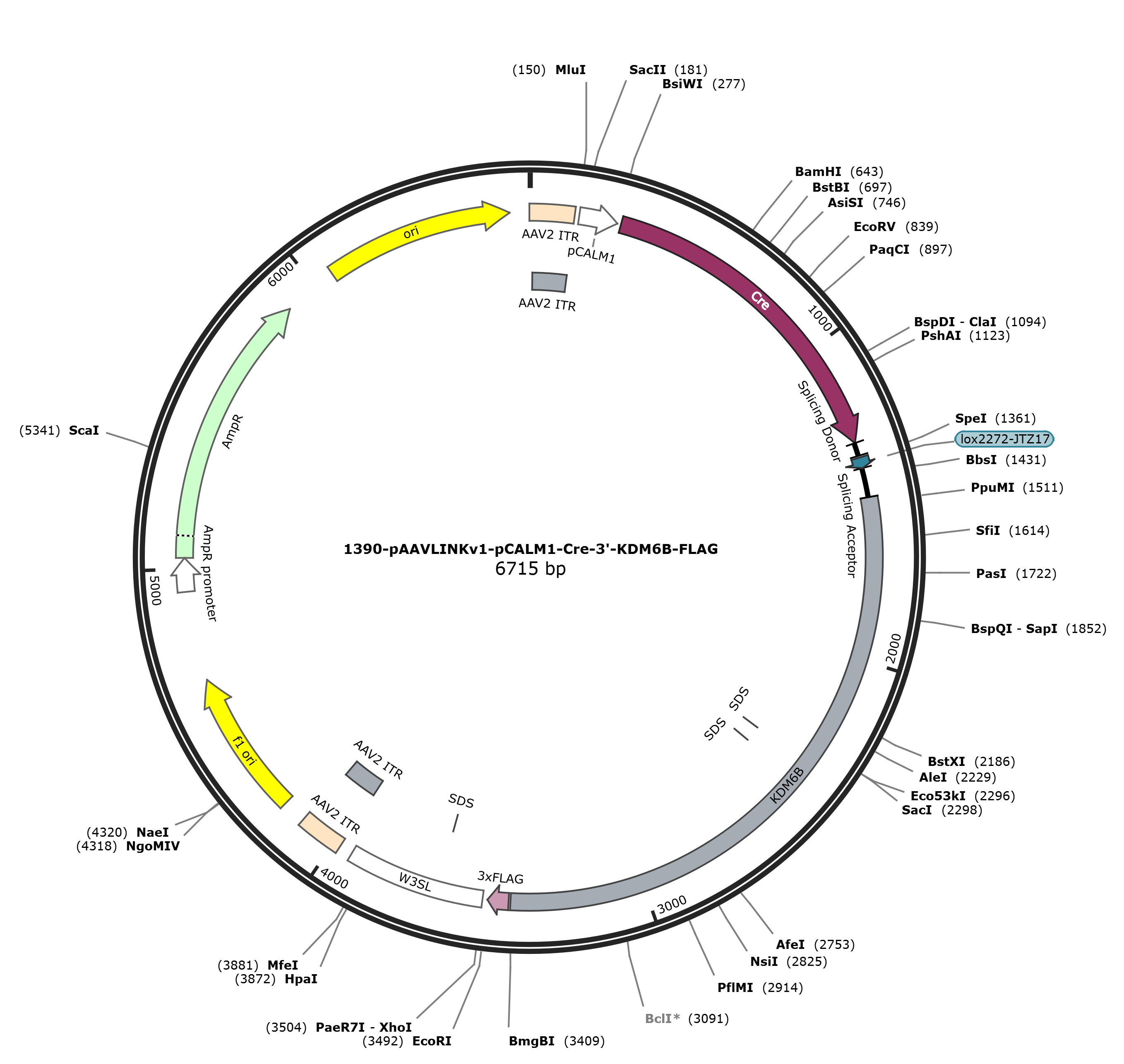 pAAVLINKv1-pCALM1-Cre-3-KDM6B-FLAG载体图谱