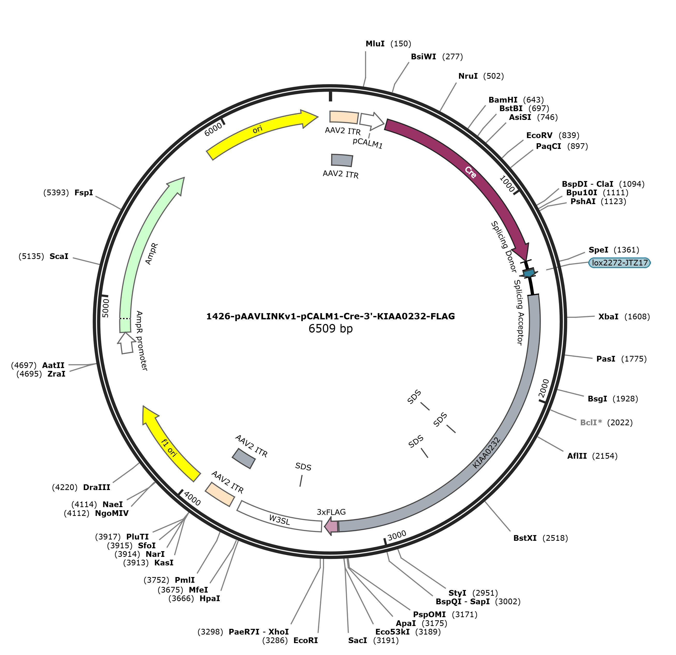 pAAVLINKv1-pCALM1-Cre-3-KIAA0232-FLAG载体图谱