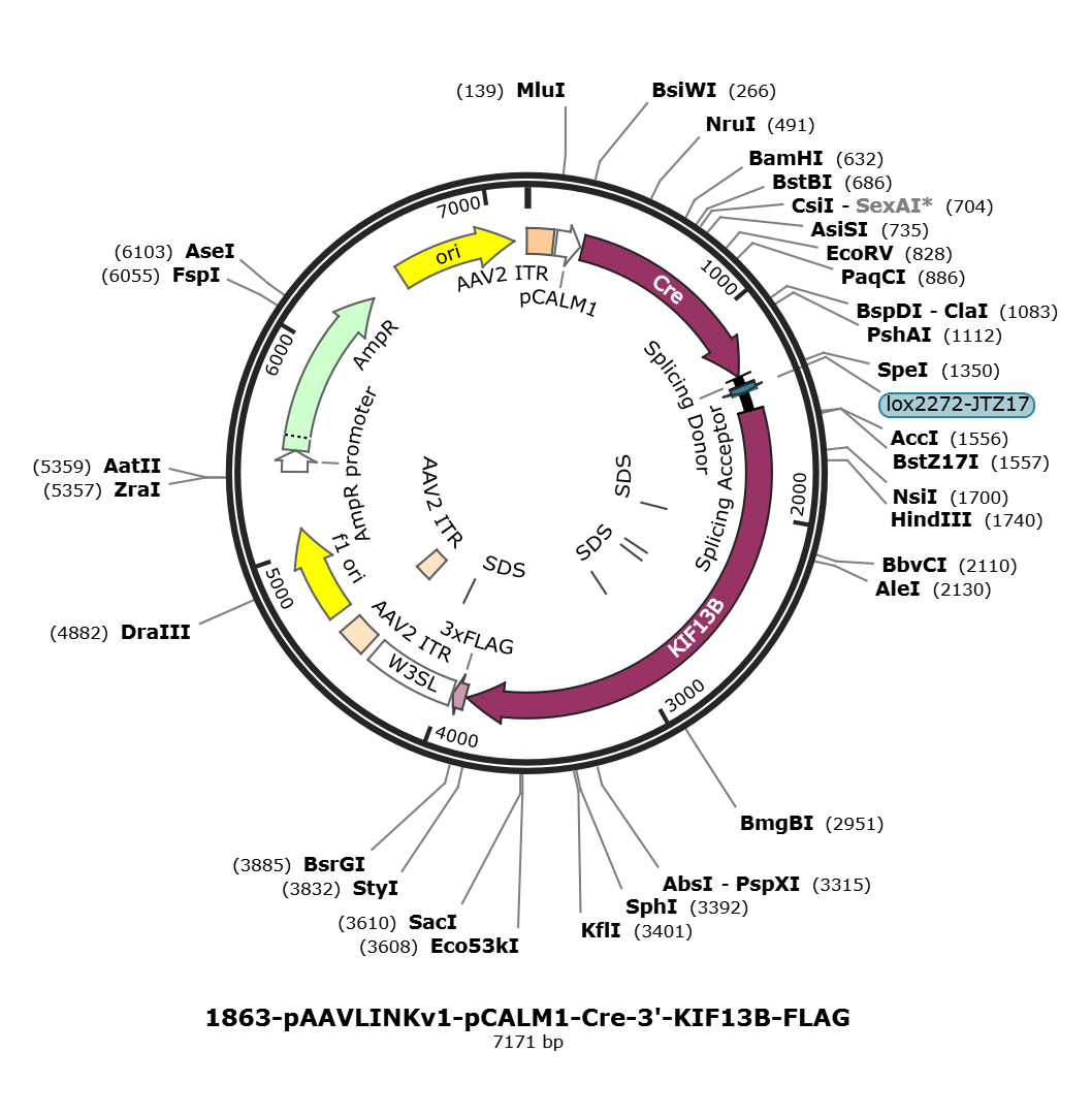 pAAVLINKv1-pCALM1-Cre-3-KIF13B-FLAG载体图谱