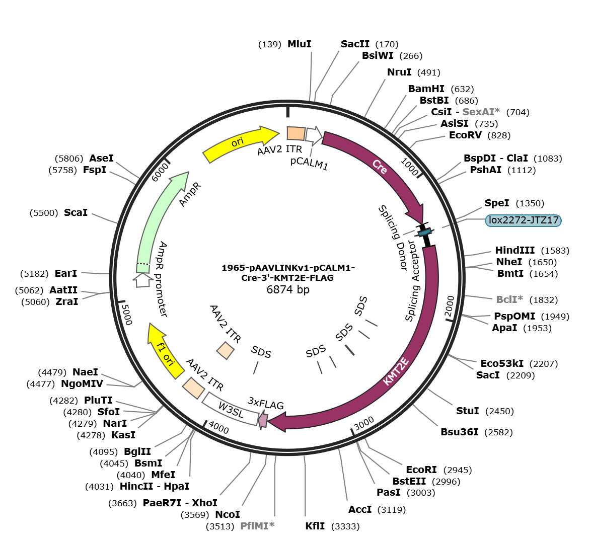 pAAVLINKv1-pCALM1-Cre-3-KMT2E-FLAG载体图谱