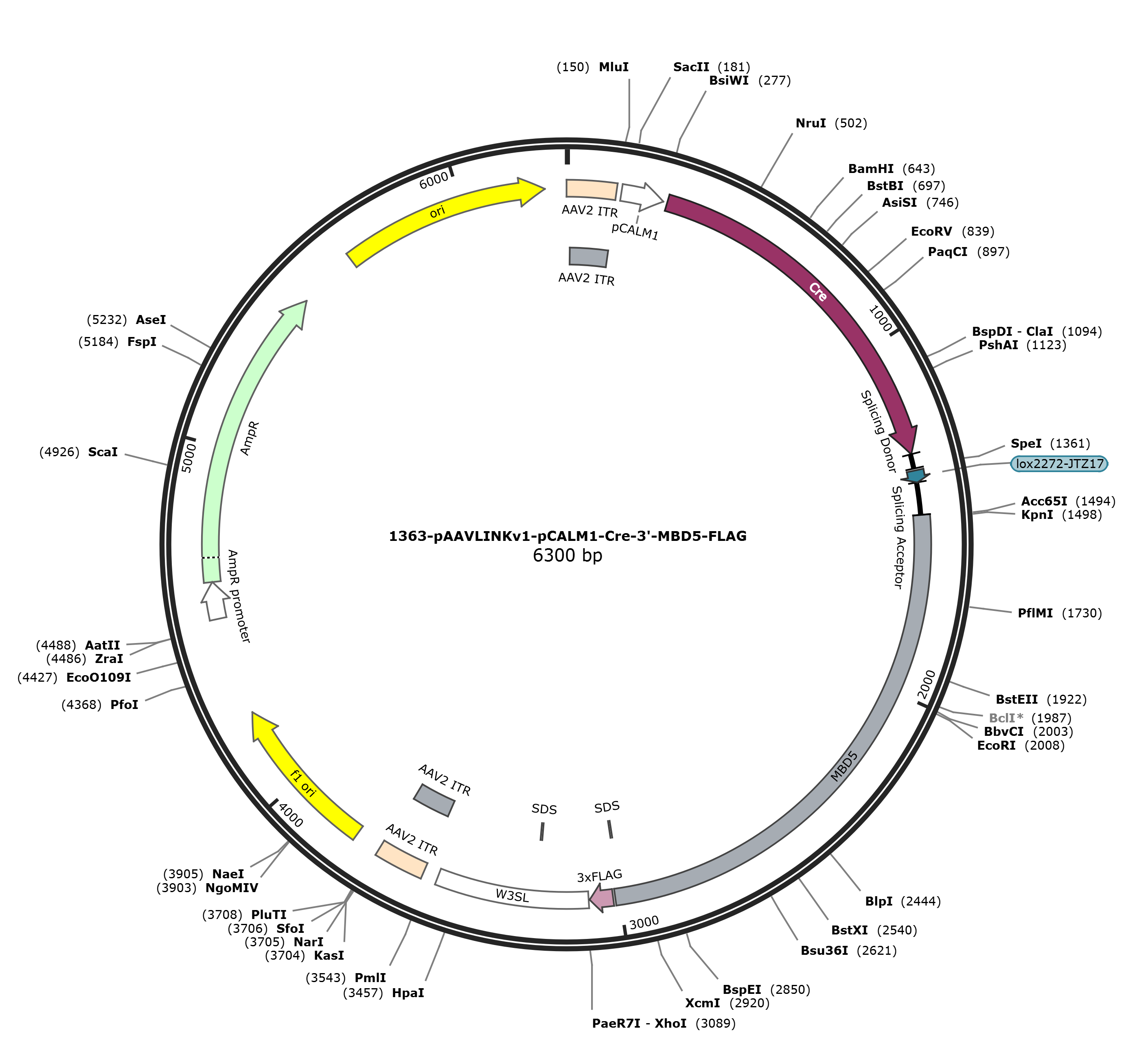 pAAVLINKv1-pCALM1-Cre-3-MBD5-FLAG载体图谱