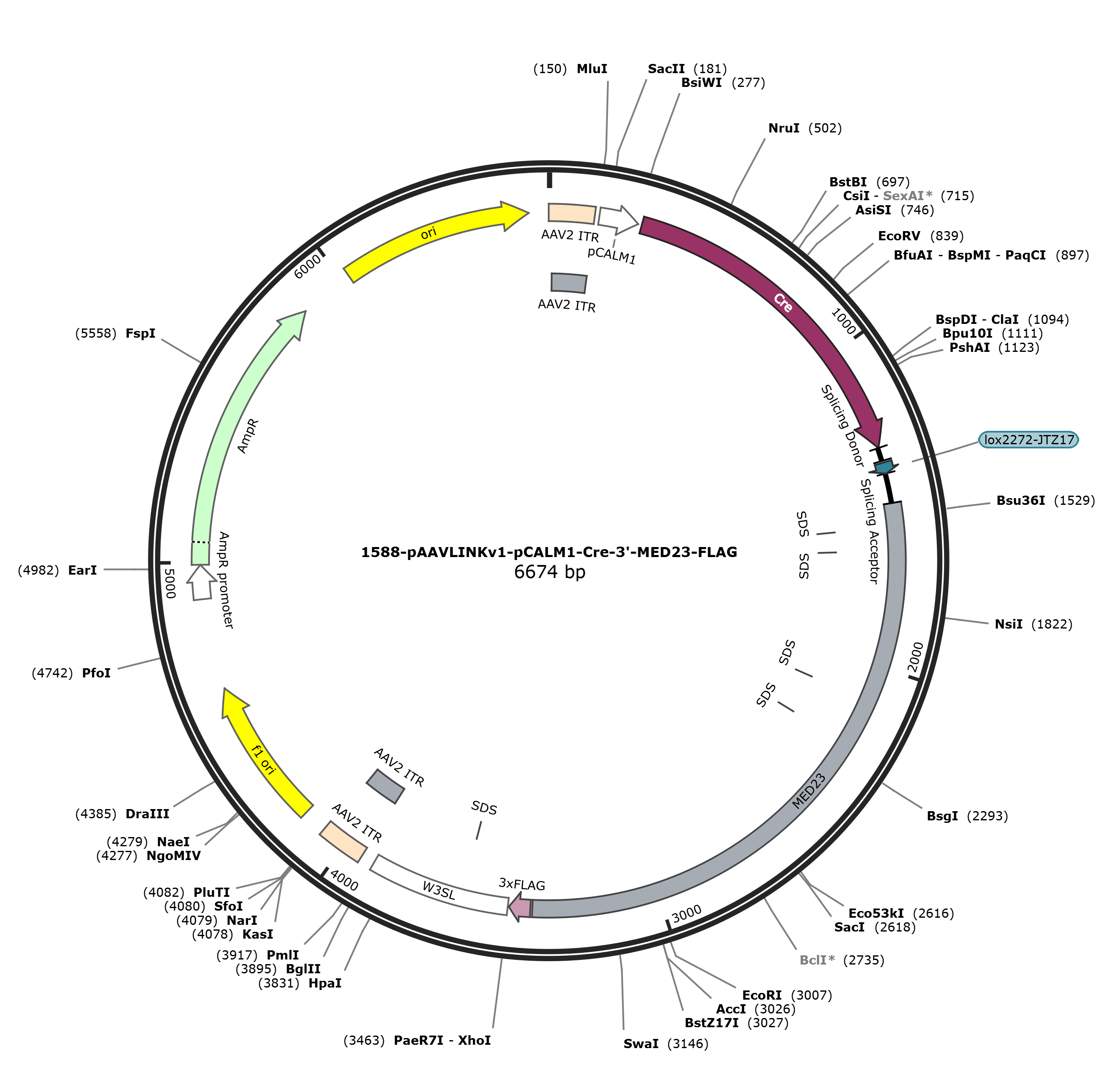 pAAVLINKv1-pCALM1-Cre-3-MED23-FLAG载体图谱