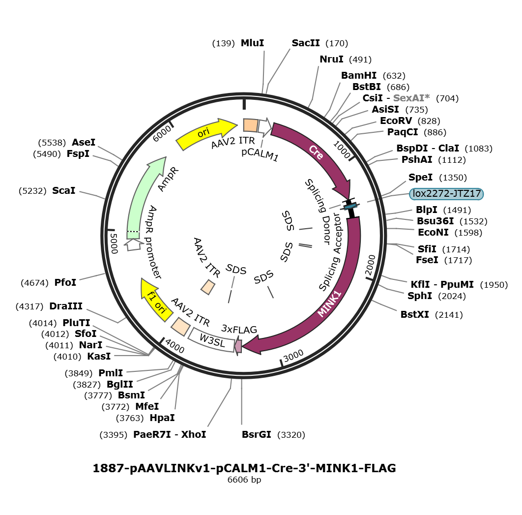 pAAVLINKv1-pCALM1-Cre-3-MINK1-FLAG载体图谱