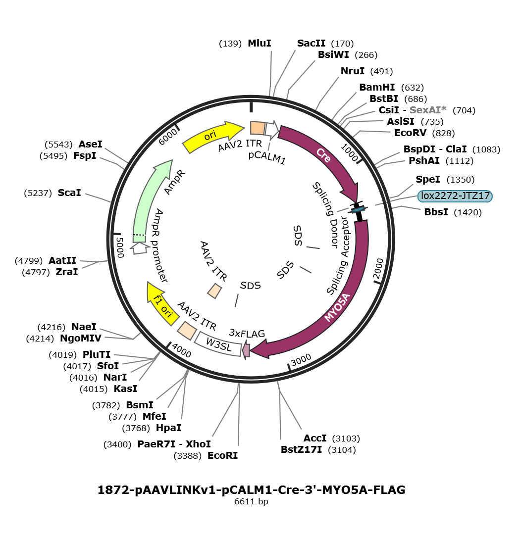 pAAVLINKv1-pCALM1-Cre-3-MYO5A-FLAG载体图谱