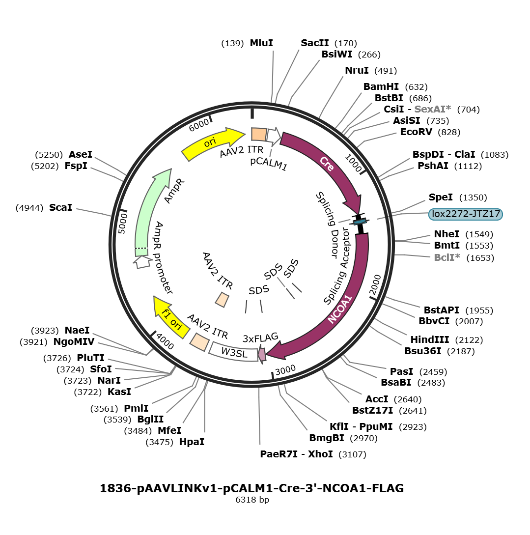 pAAVLINKv1-pCALM1-Cre-3-NCOA1-FLAG载体图谱