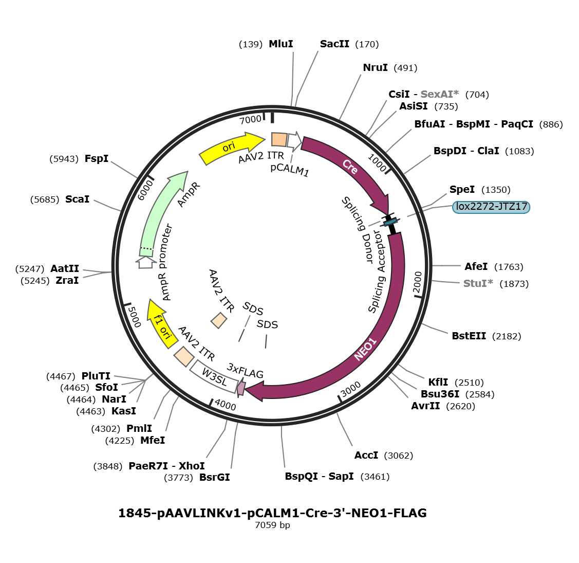 pAAVLINKv1-pCALM1-Cre-3-NEO1-FLAG载体图谱