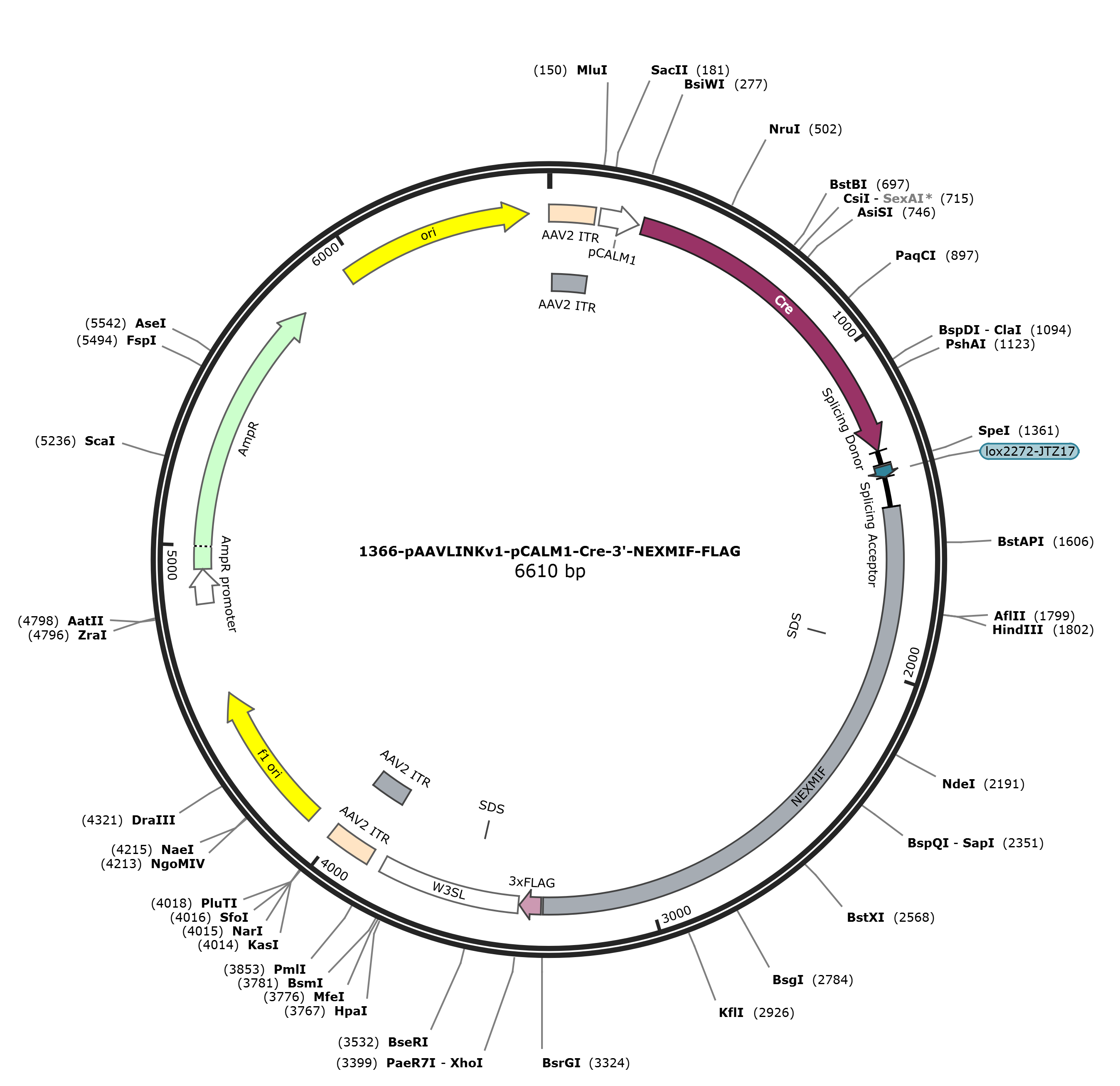 pAAVLINKv1-pCALM1-Cre-3-NEXMIF-FLAG载体图谱