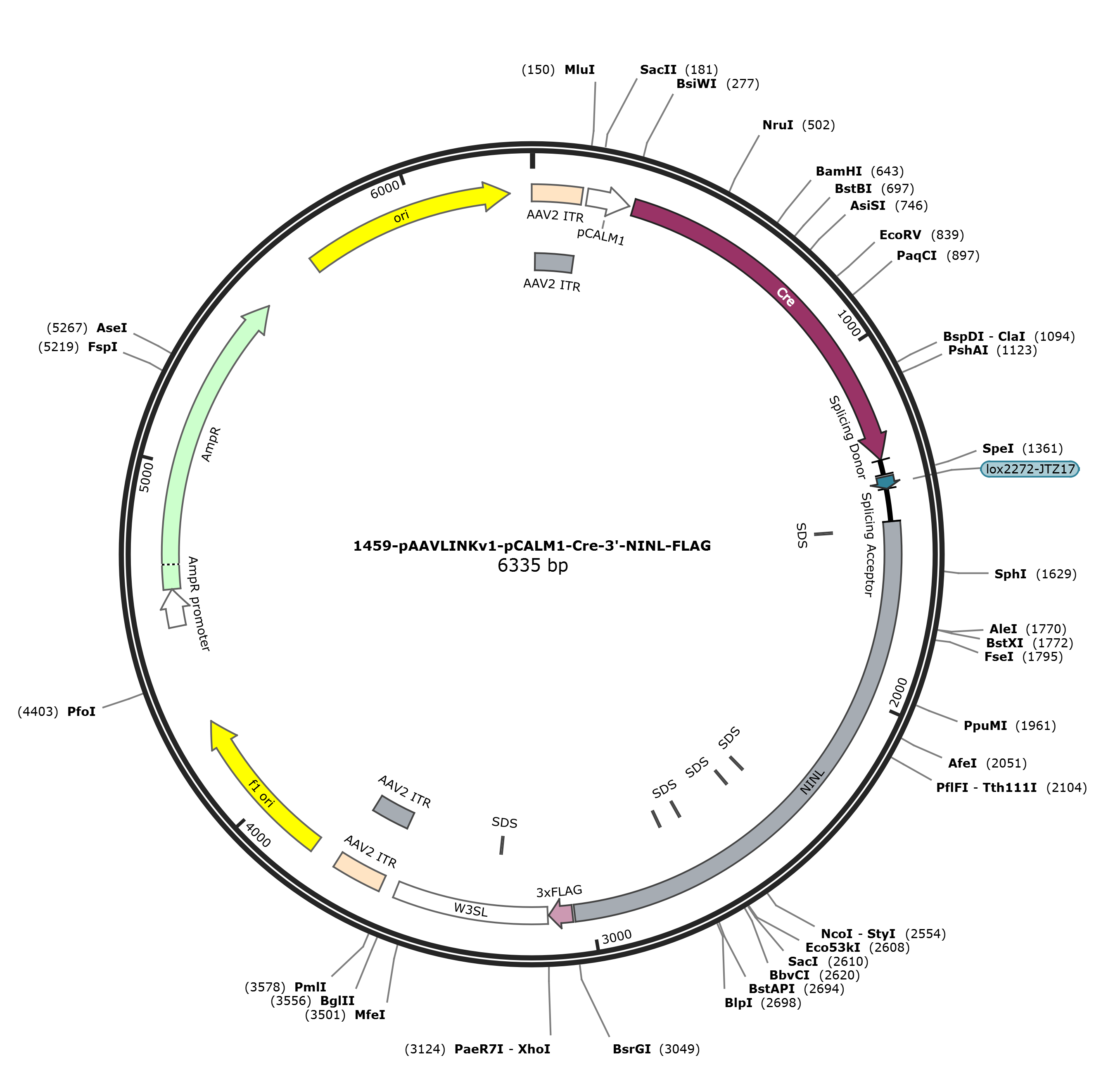 pAAVLINKv1-pCALM1-Cre-3-NINL-FLAG载体图谱