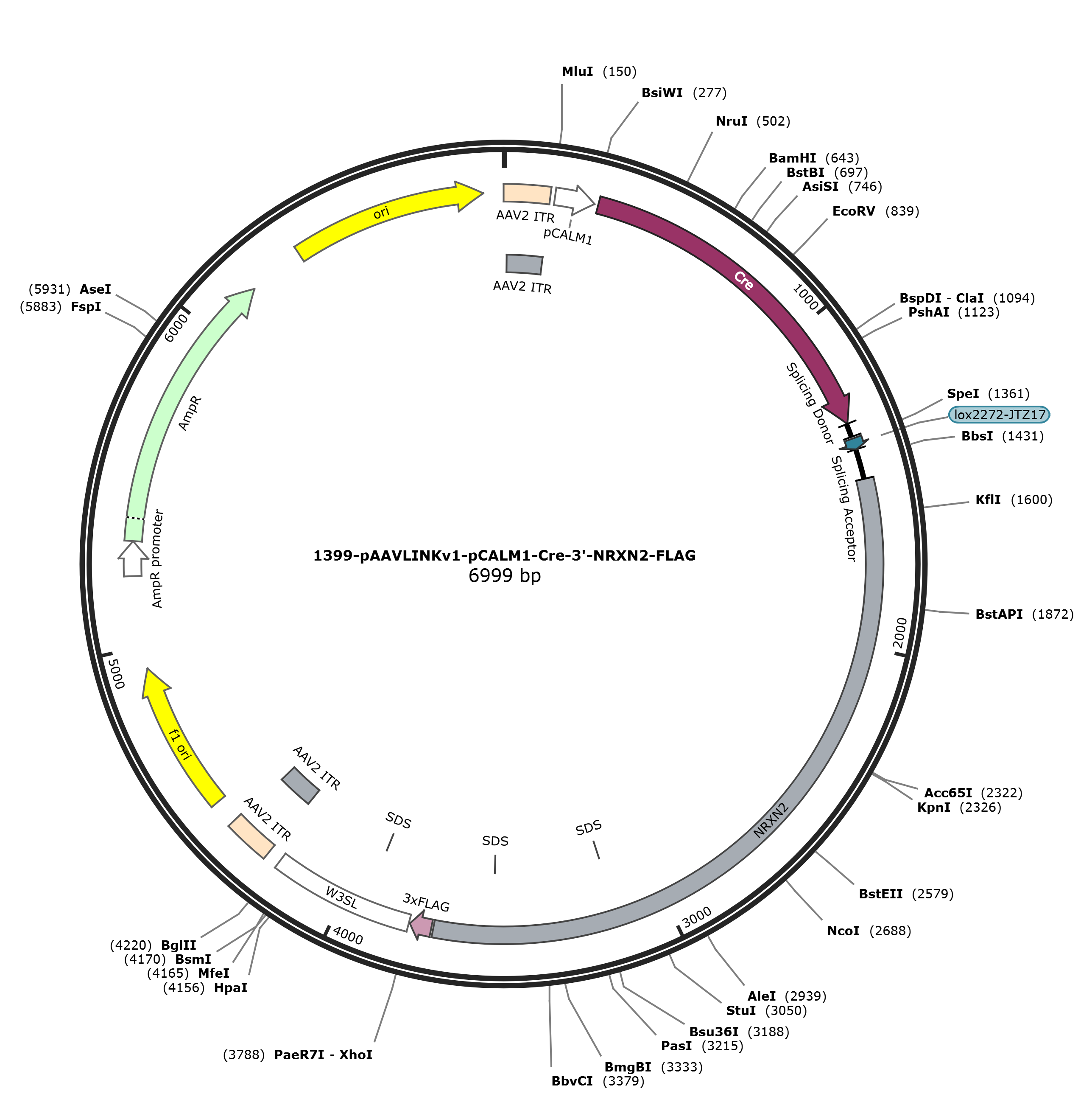 pAAVLINKv1-pCALM1-Cre-3-NRXN2-FLAG载体图谱