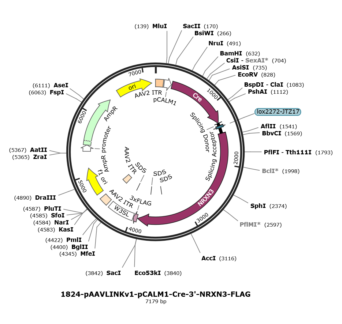 pAAVLINKv1-pCALM1-Cre-3-NRXN3-FLAG载体图谱