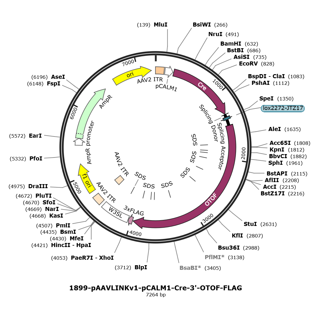 pAAVLINKv1-pCALM1-Cre-3-OTOF-FLAG载体图谱