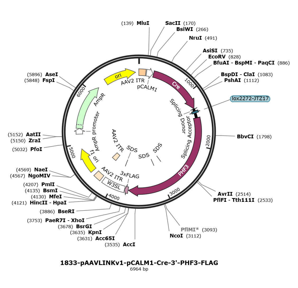 pAAVLINKv1-pCALM1-Cre-3-PHF3-FLAG载体图谱
