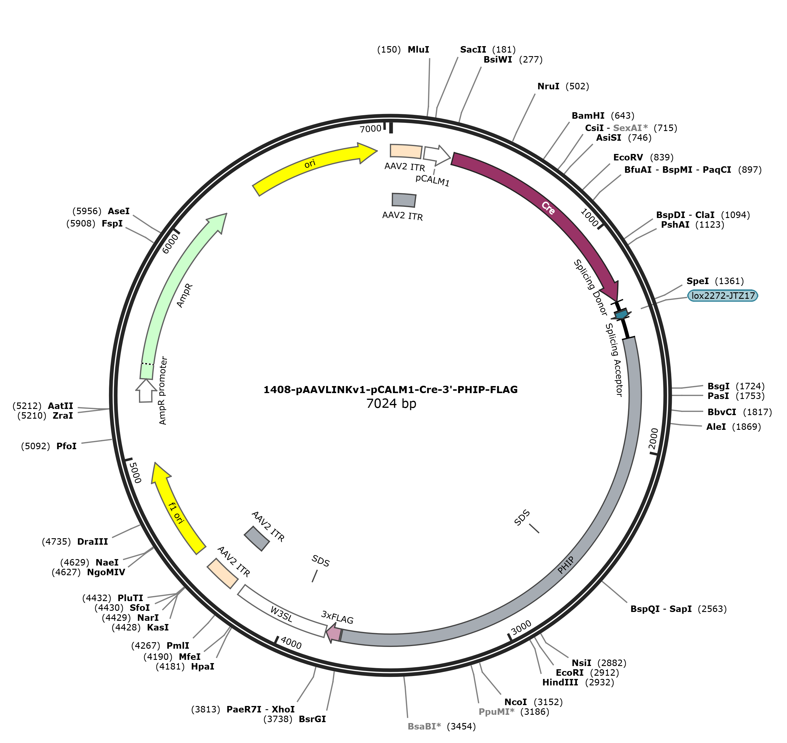 pAAVLINKv1-pCALM1-Cre-3-PHIP-FLAG载体图谱