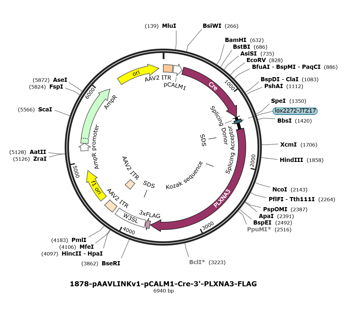 pAAVLINKv1-pCALM1-Cre-3-PLXNA3-FLAG载体图谱