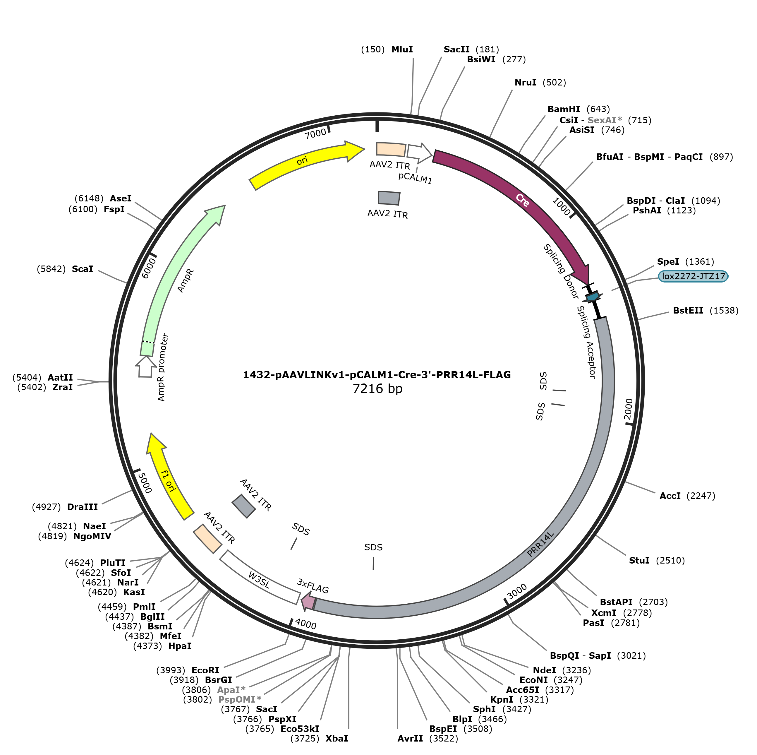 pAAVLINKv1-pCALM1-Cre-3-PRR14L-FLAG载体图谱