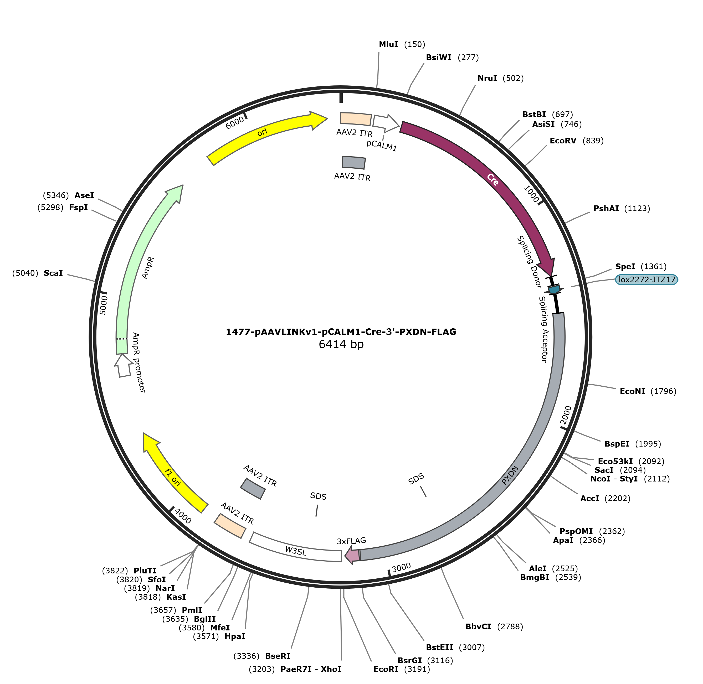 pAAVLINKv1-pCALM1-Cre-3-PXDN-FLAG载体图谱