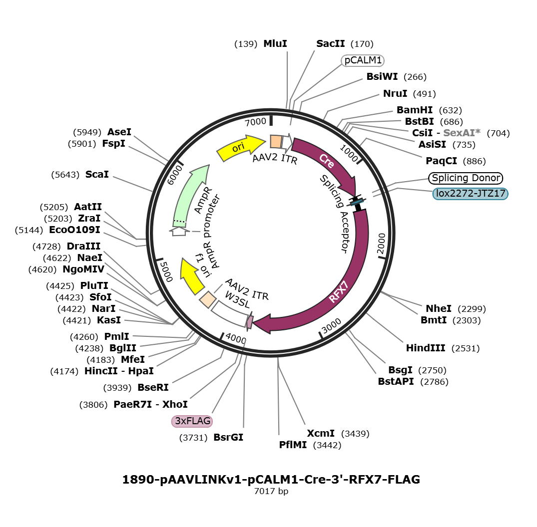 pAAVLINKv1-pCALM1-Cre-3-RFX7-FLAG载体图谱