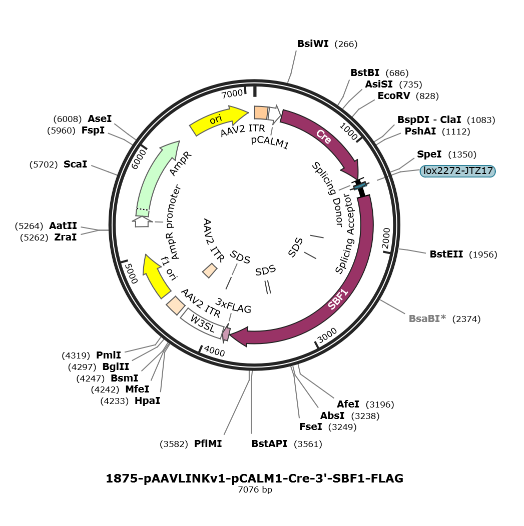 pAAVLINKv1-pCALM1-Cre-3-SBF1-FLAG载体图谱