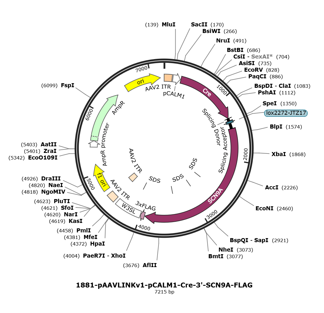 pAAVLINKv1-pCALM1-Cre-3-SCN9A-FLAG载体图谱
