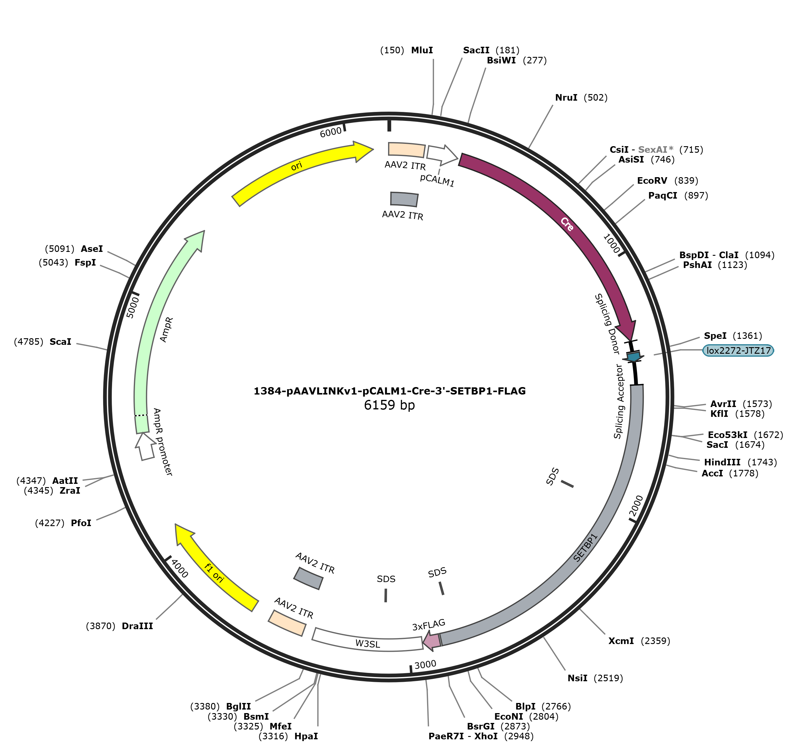 pAAVLINKv1-pCALM1-Cre-3-SETBP1-FLAG载体图谱
