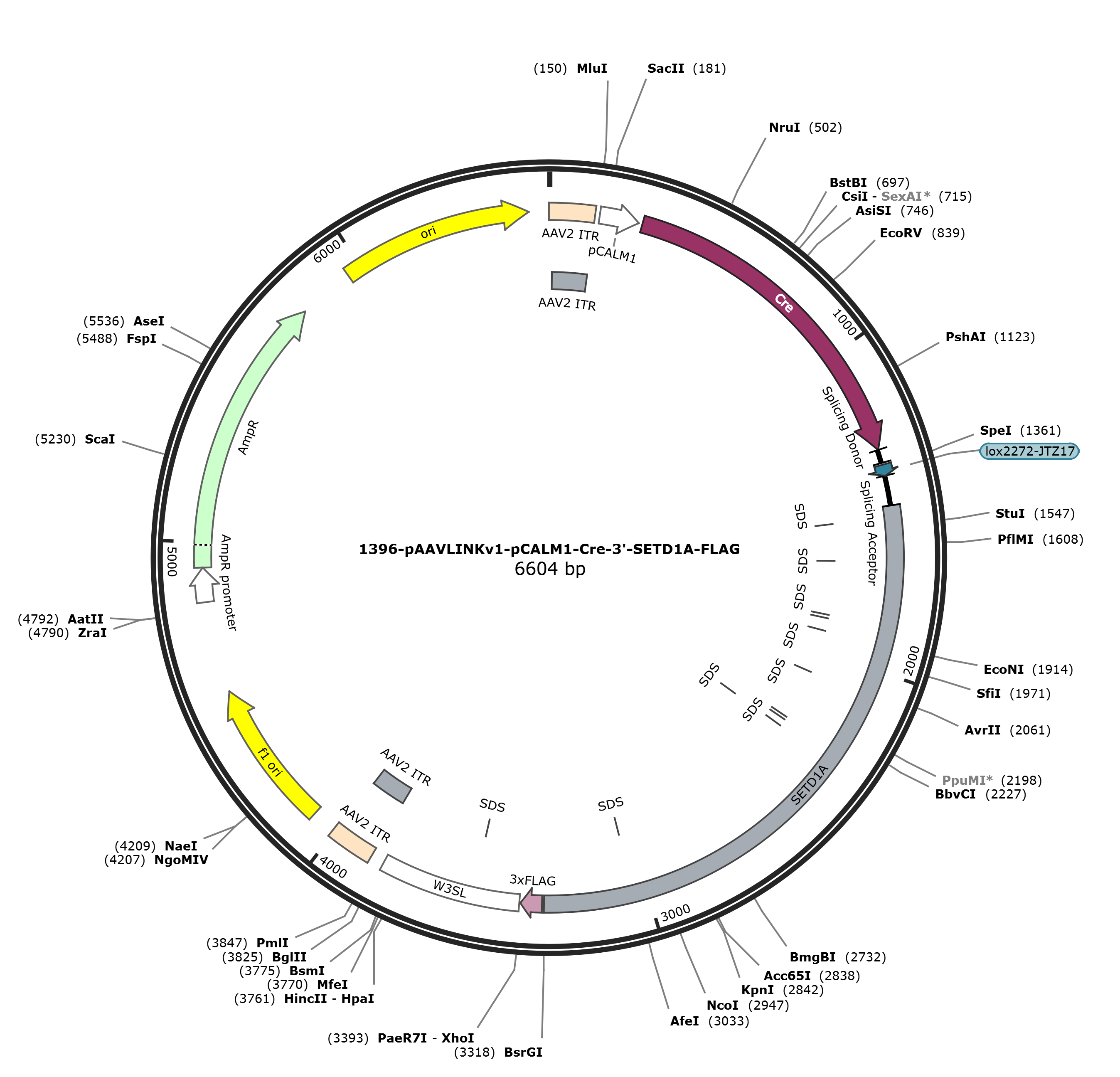 pAAVLINKv1-pCALM1-Cre-3-SETD1A-FLAG载体图谱