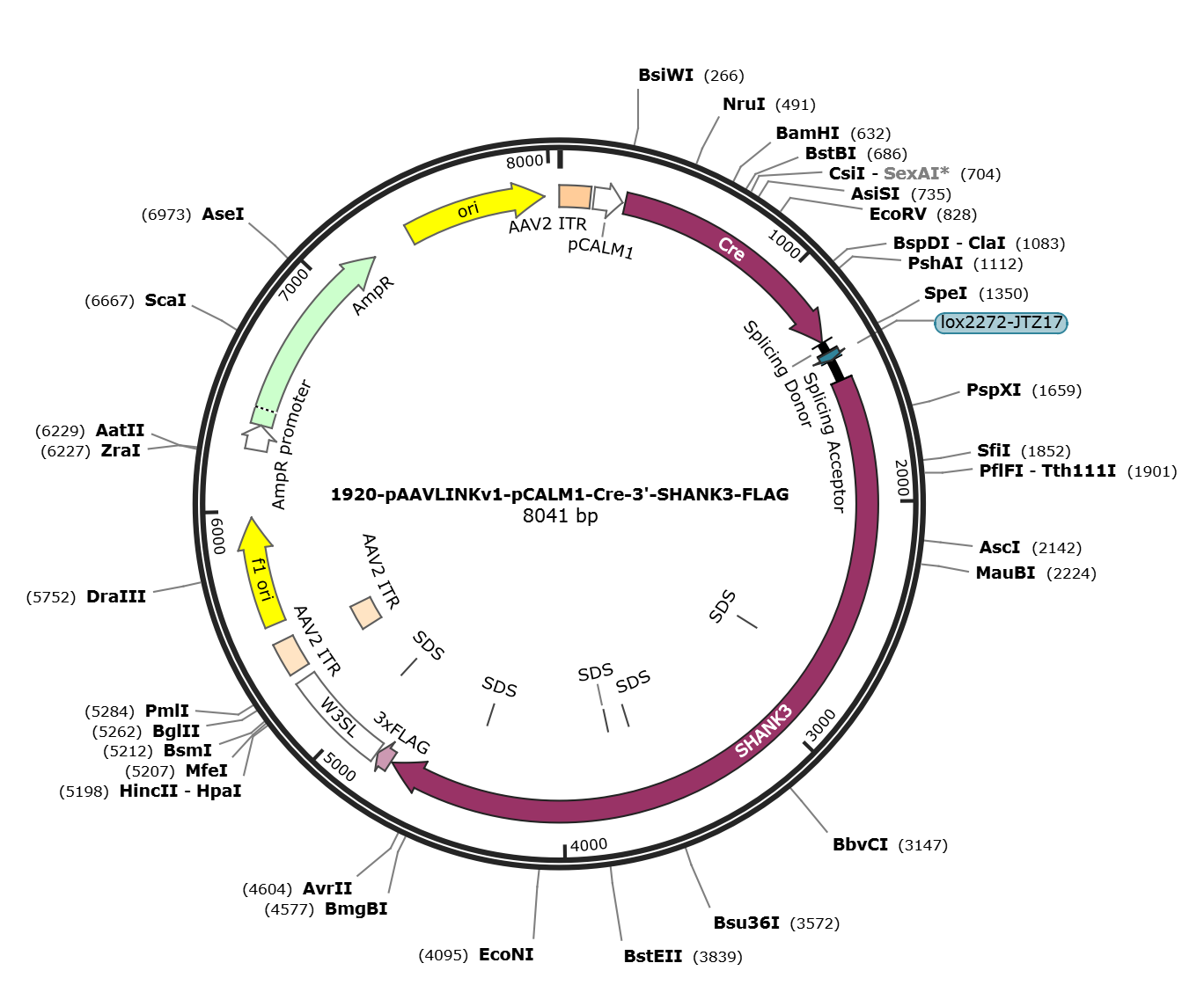 pAAVLINKv1-pCALM1-Cre-3-SHANK3-FLAG载体图谱