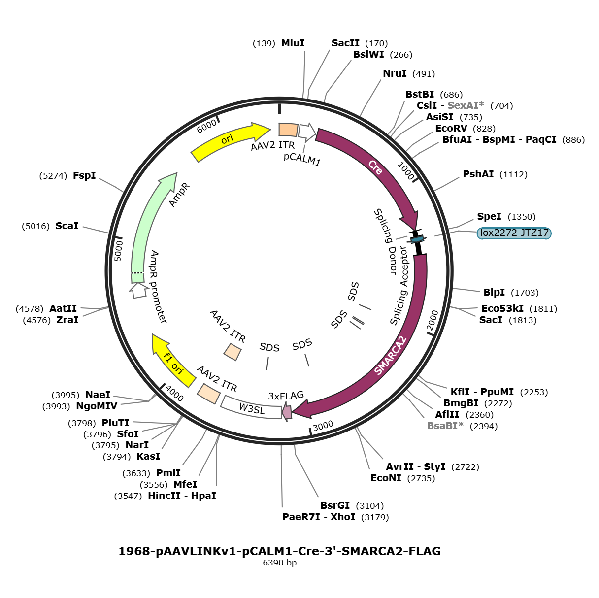 pAAVLINKv1-pCALM1-Cre-3-SMARCA2-FLAG载体图谱