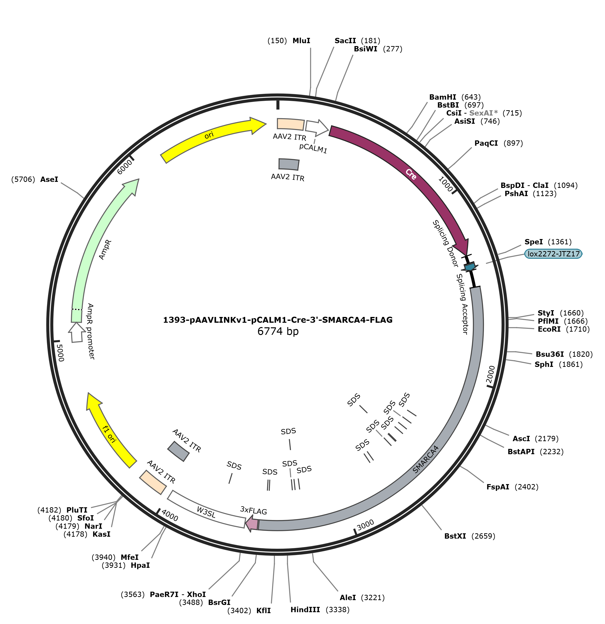 pAAVLINKv1-pCALM1-Cre-3-SMARCA4-FLAG载体图谱