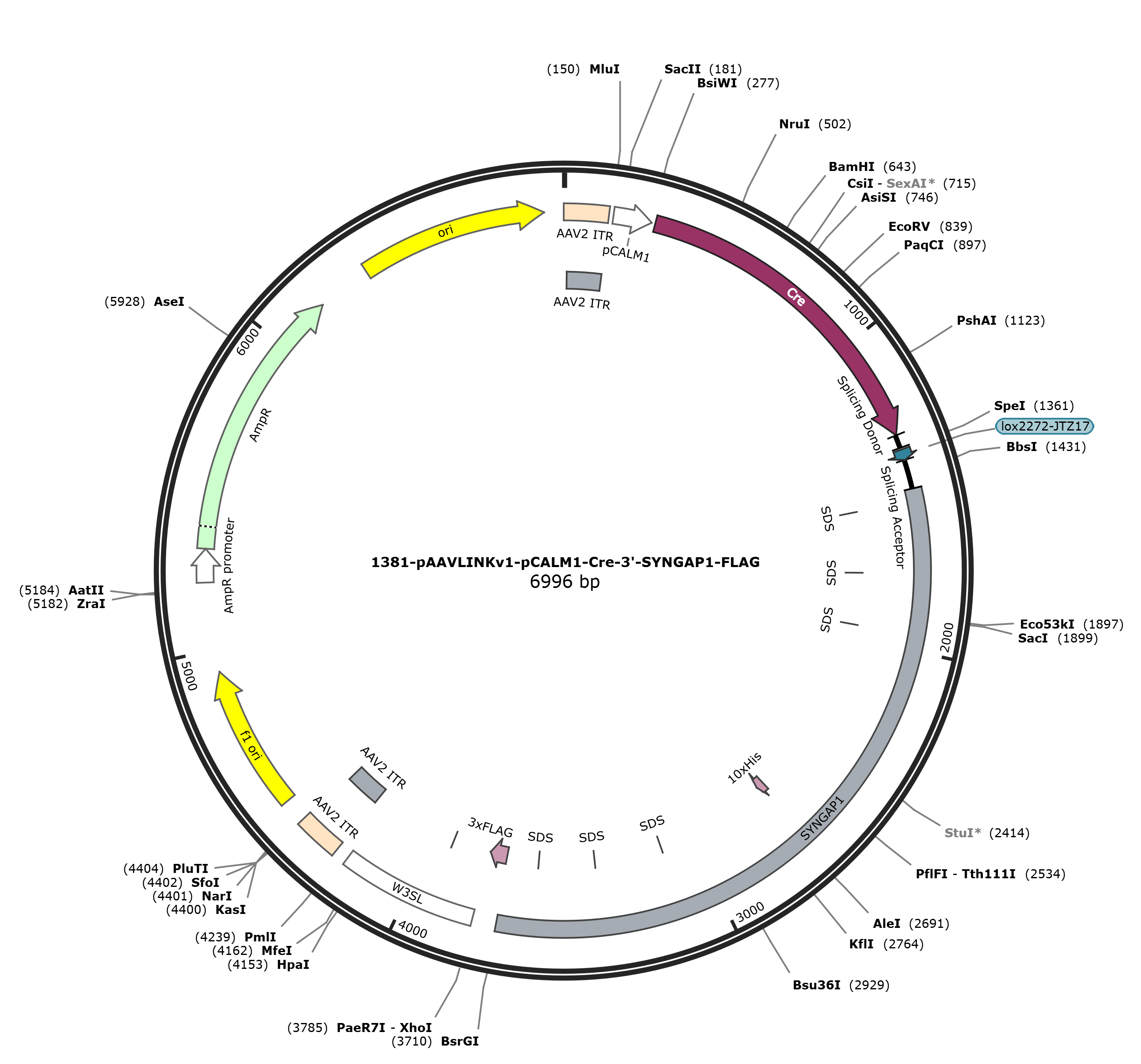 pAAVLINKv1-pCALM1-Cre-3-SYNGAP1-FLAG载体图谱