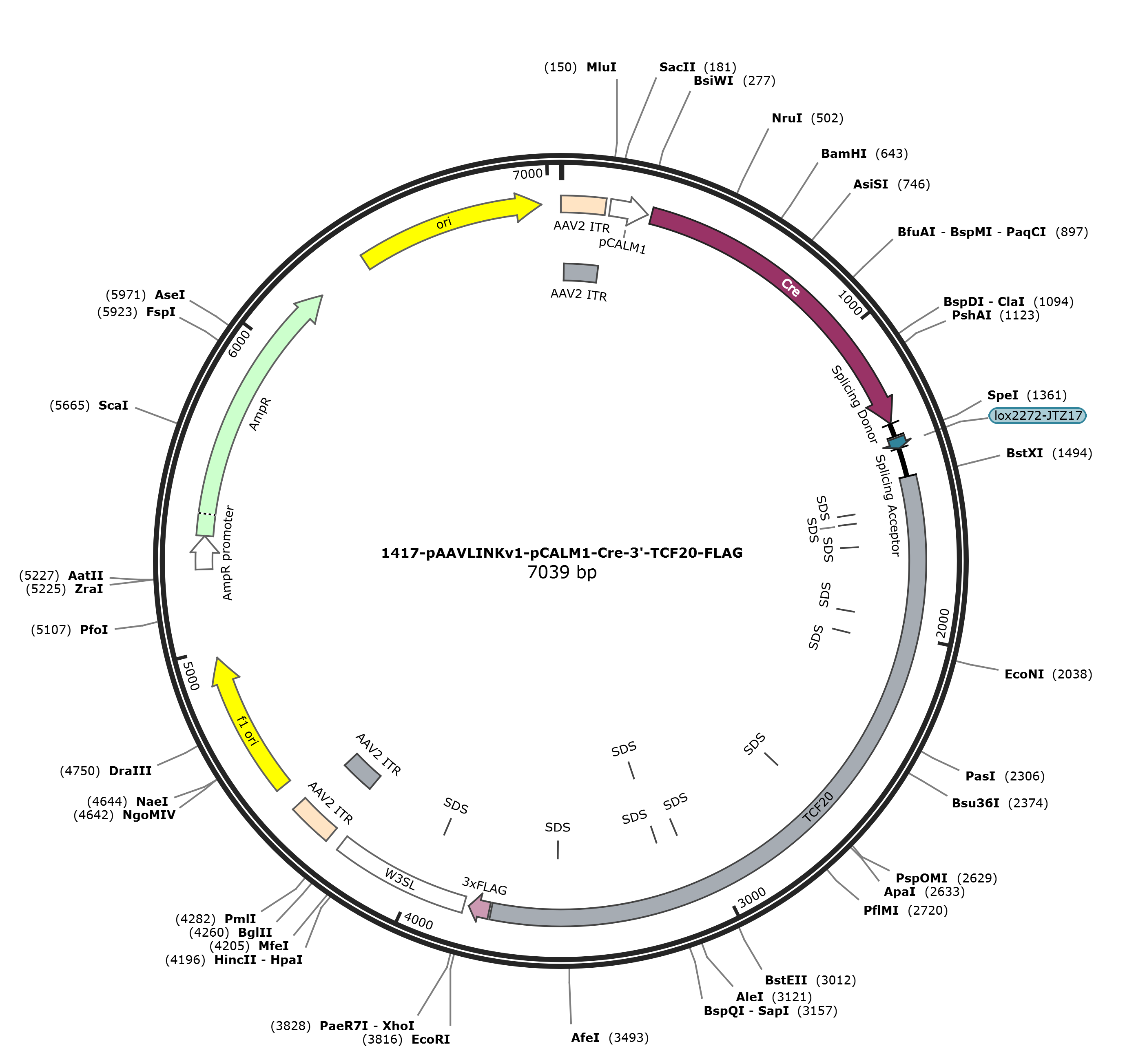 pAAVLINKv1-pCALM1-Cre-3-TCF20-FLAG载体图谱