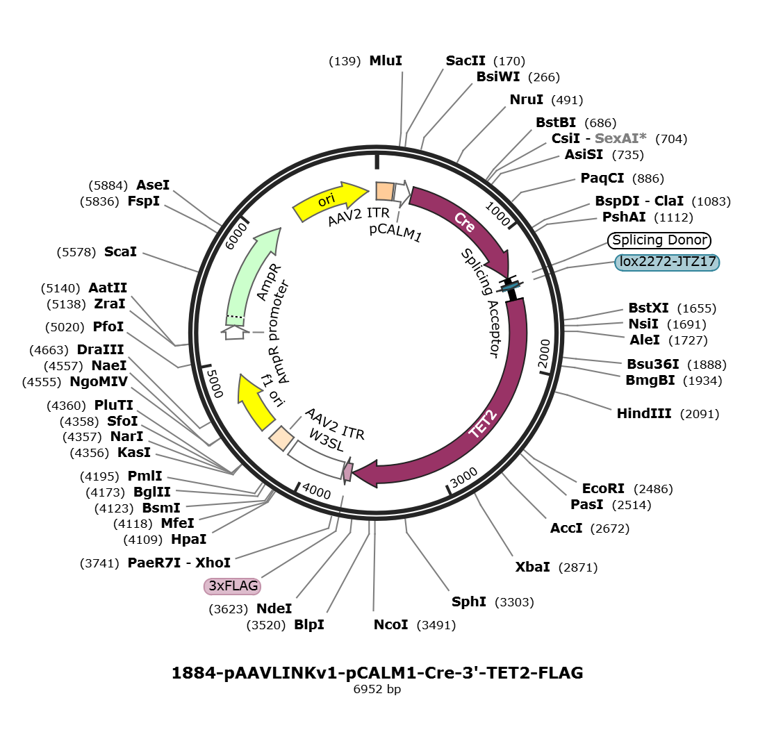 pAAVLINKv1-pCALM1-Cre-3-TET2-FLAG载体图谱