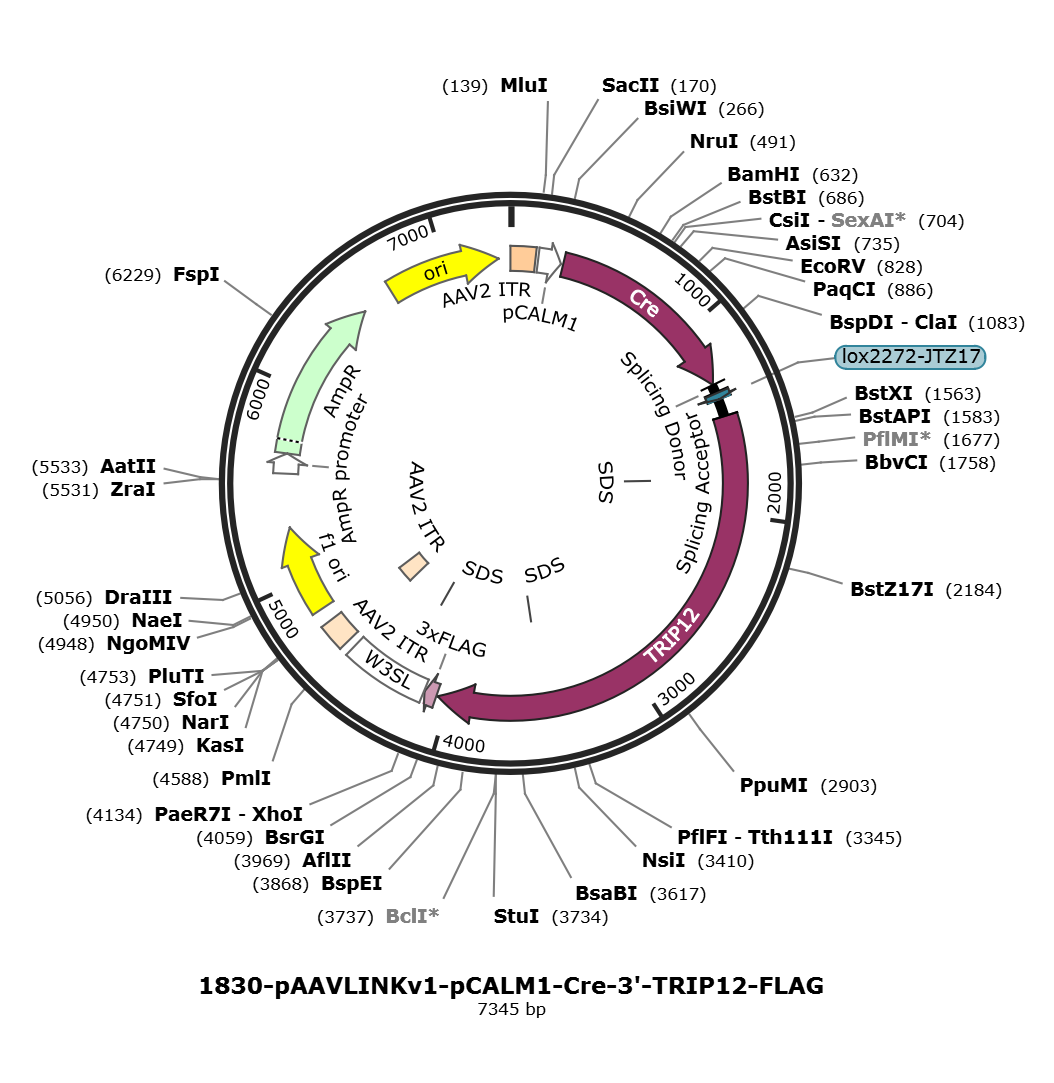 pAAVLINKv1-pCALM1-Cre-3-TRIP12-FLAG载体图谱