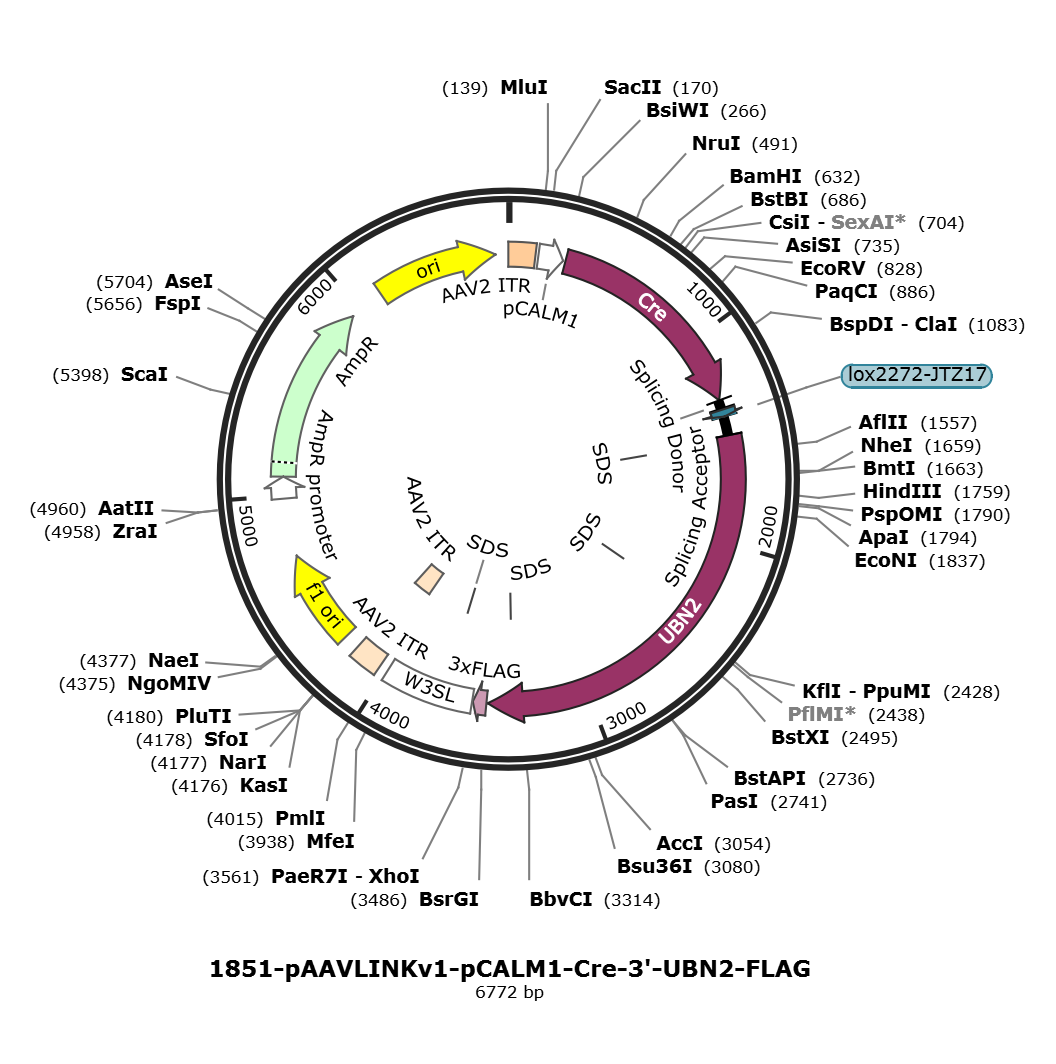 pAAVLINKv1-pCALM1-Cre-3-UBN2-FLAG载体图谱