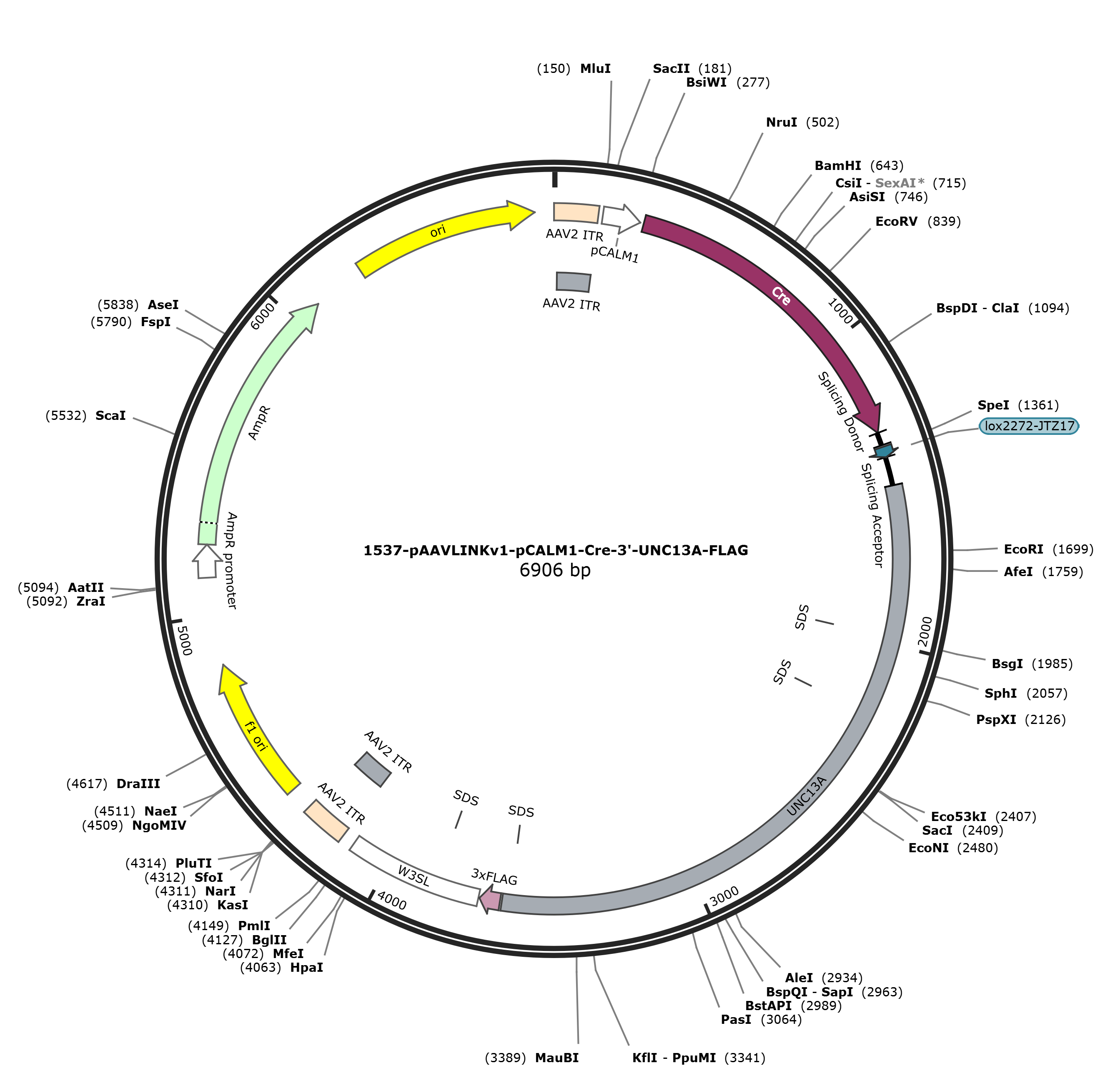 pAAVLINKv1-pCALM1-Cre-3-UNC13A-FLAG载体图谱